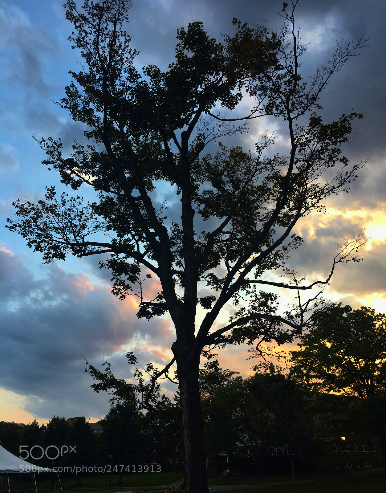 Apple iPhone 6s sample photo. Tree photography