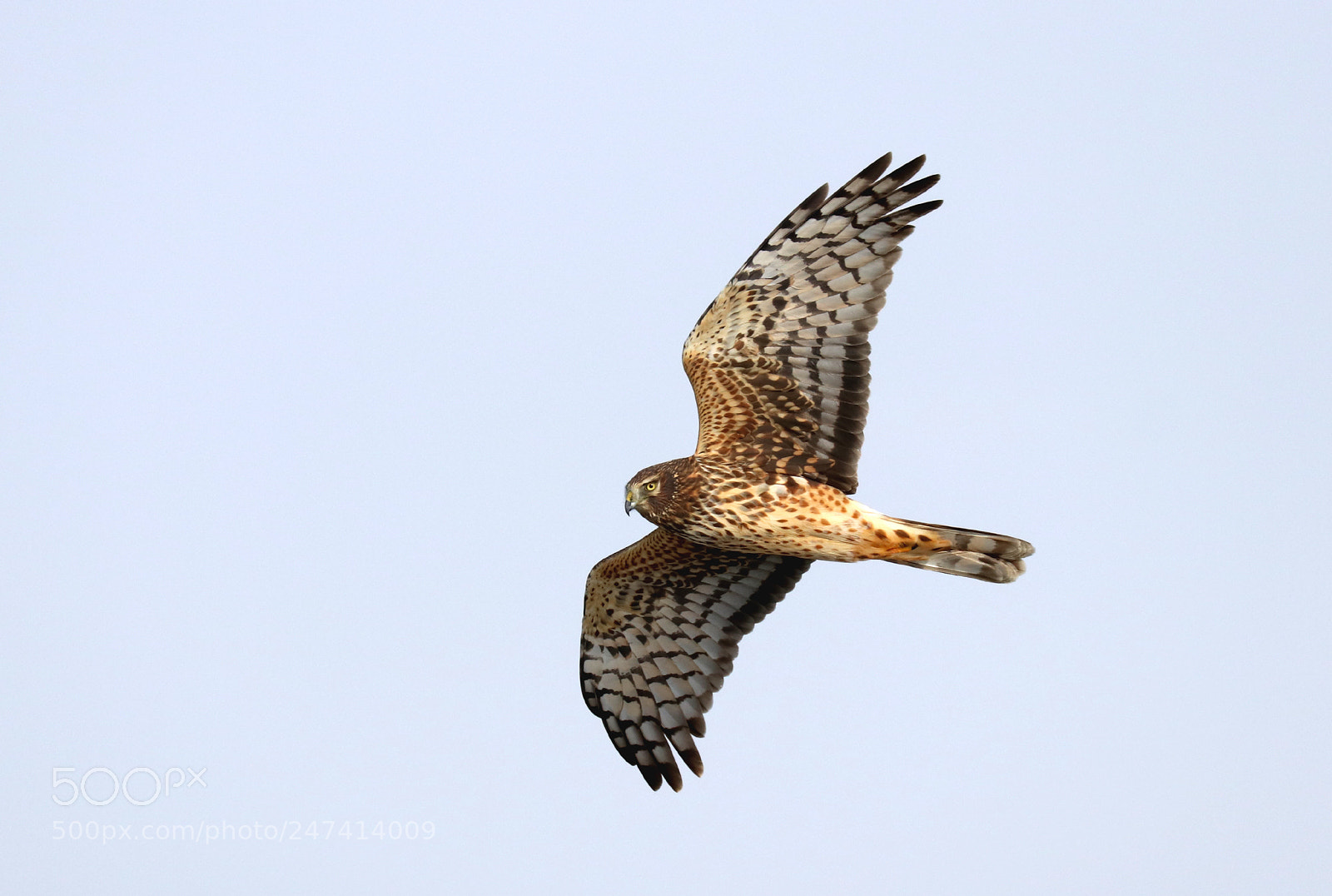 Canon EOS 80D sample photo. Northern harrier photography