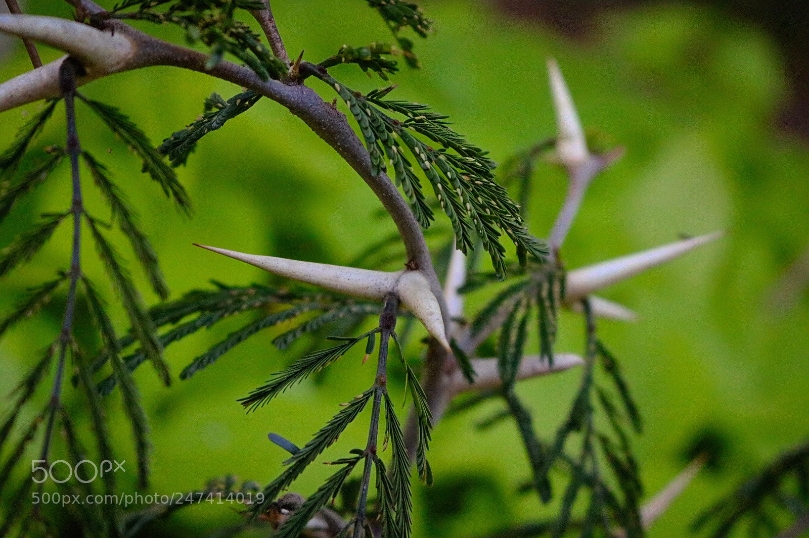 Canon EOS 750D (EOS Rebel T6i / EOS Kiss X8i) sample photo. I took this picture photography