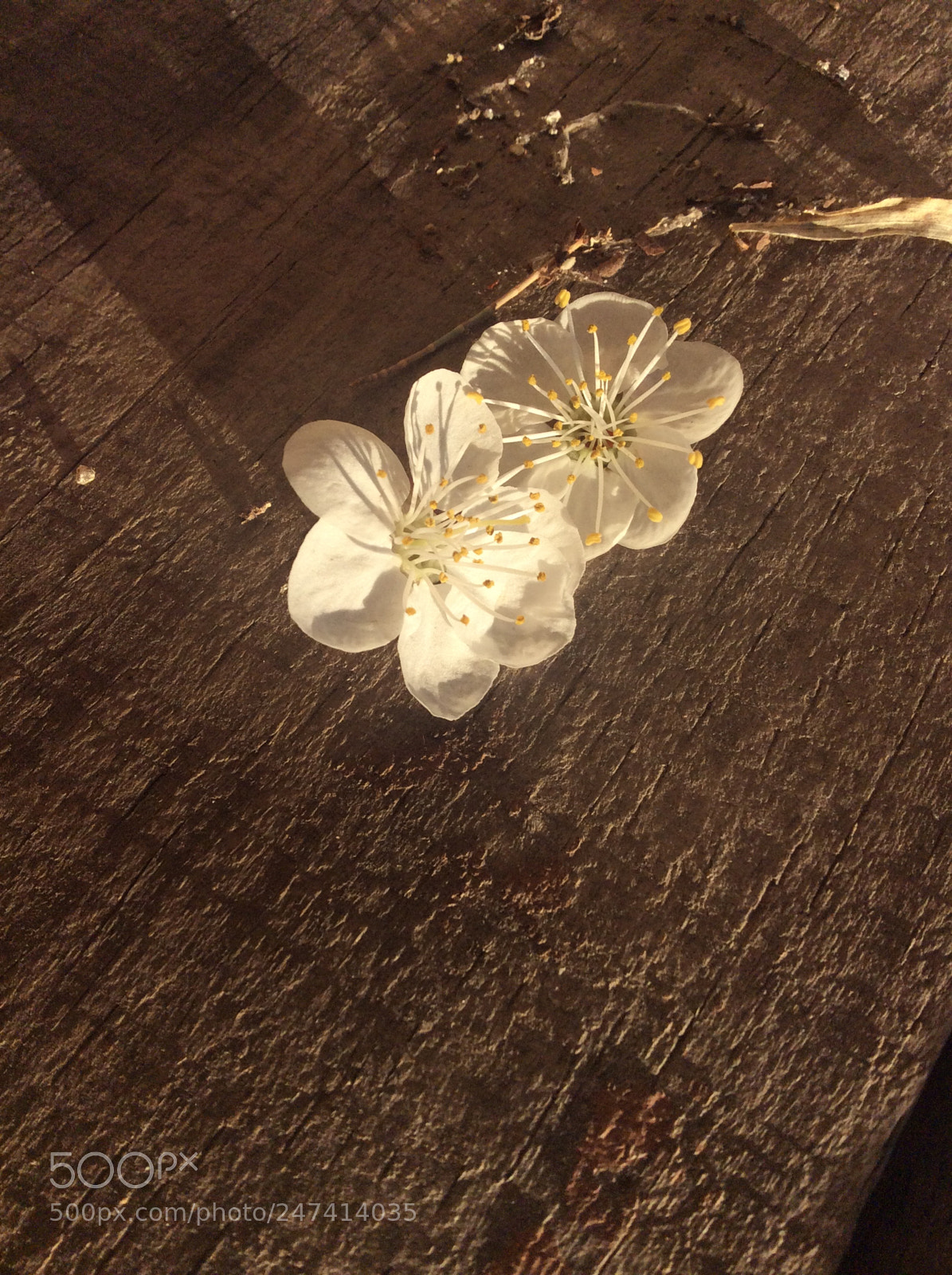 Apple iPad mini 2 sample photo. Untitled photography