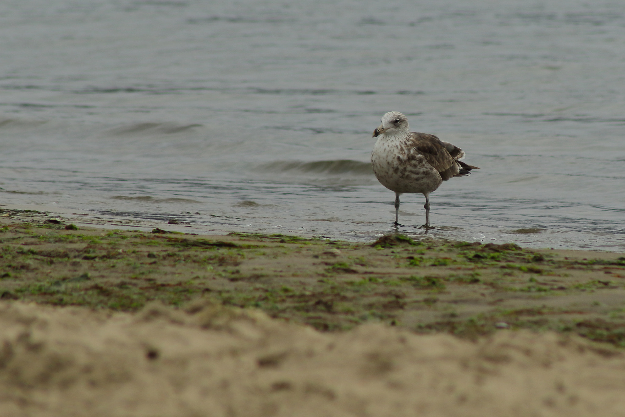 EF75-300mm f/4-5.6 sample photo. Juvenil de gaviota dominicana photography