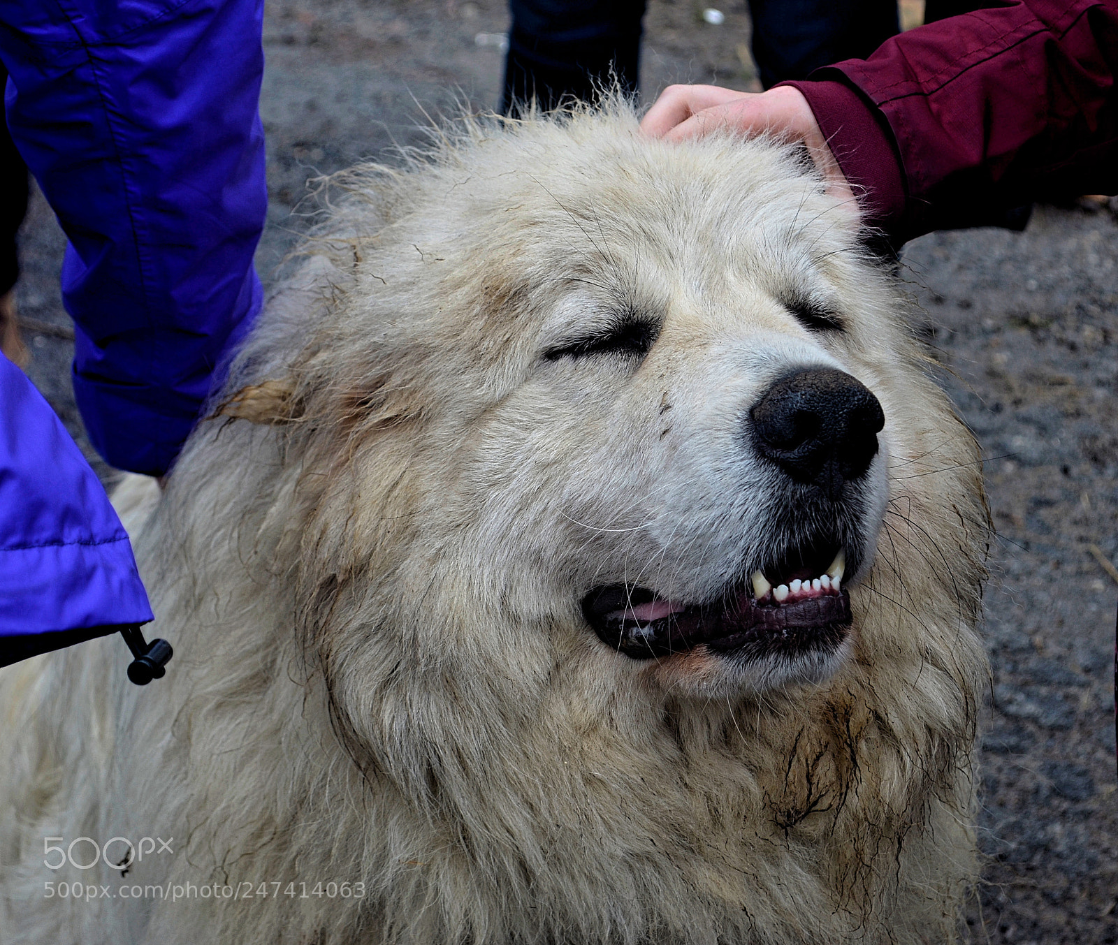 Nikon D5100 sample photo. Doggo photography