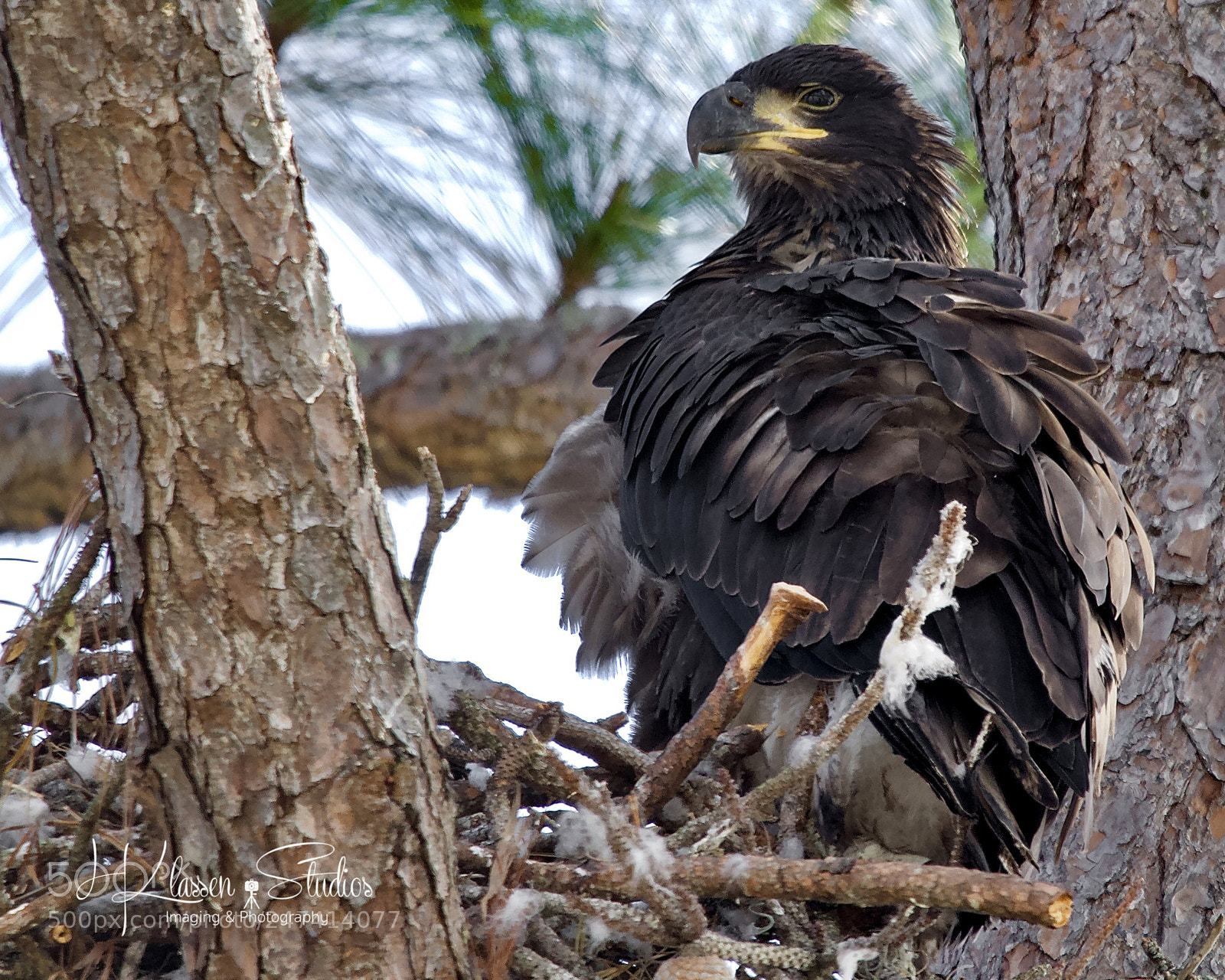 Canon EOS 60D sample photo. Fledging eaglet photography