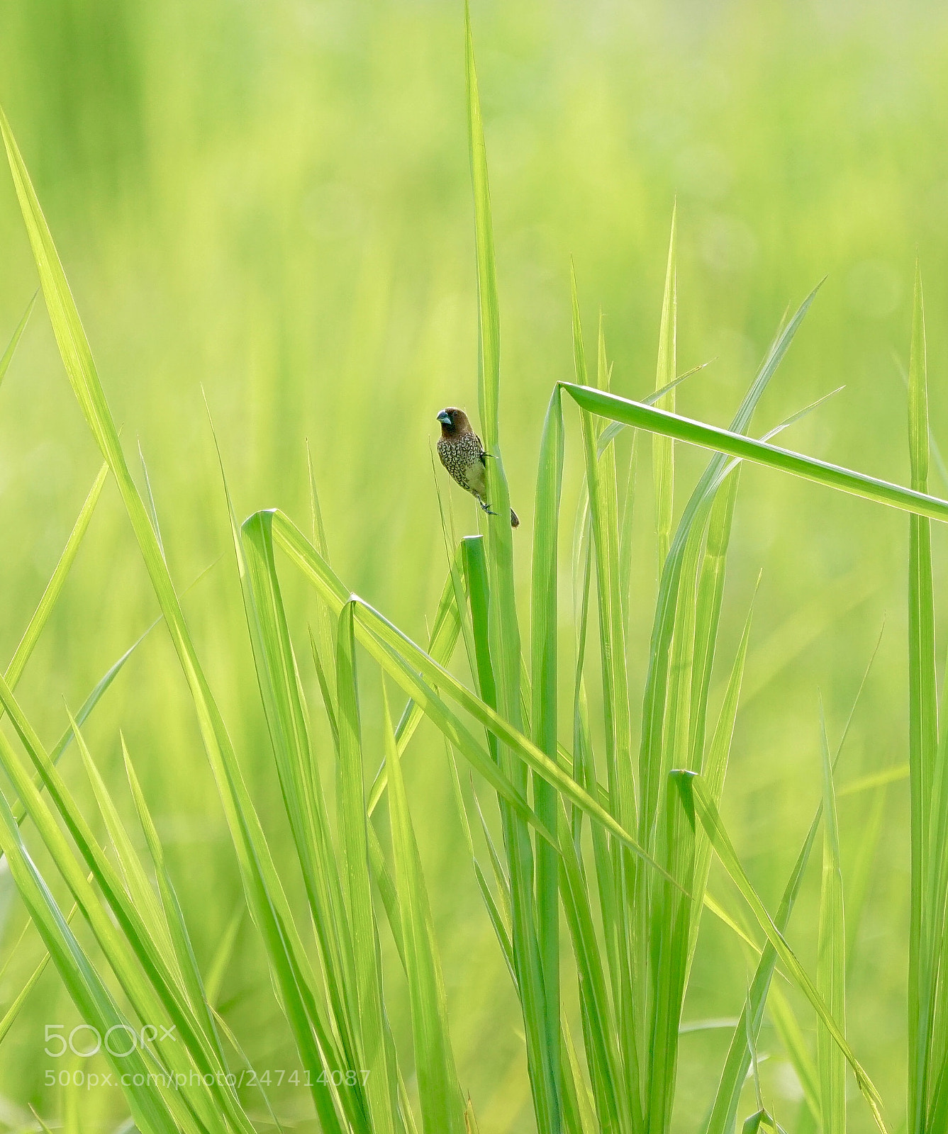 Sony a7R II sample photo. Alone photography