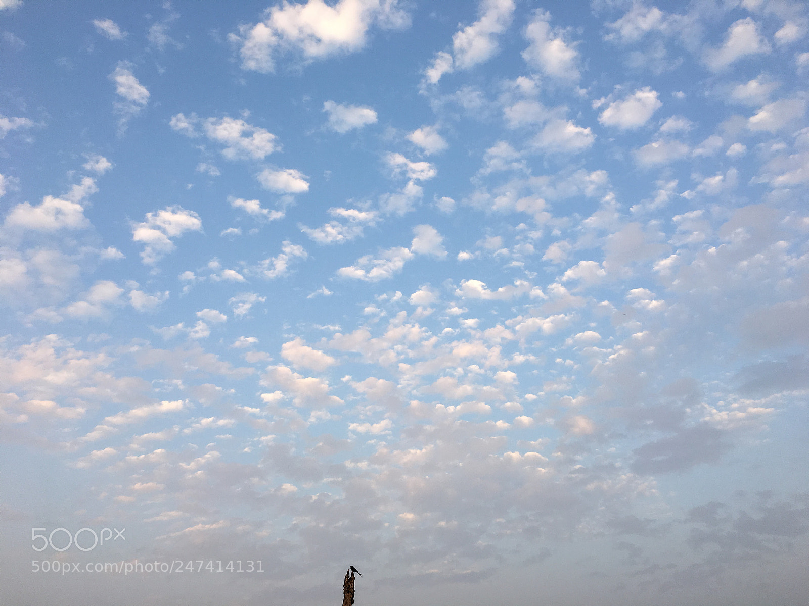 Apple iPhone 6s Plus sample photo. Untitled photography