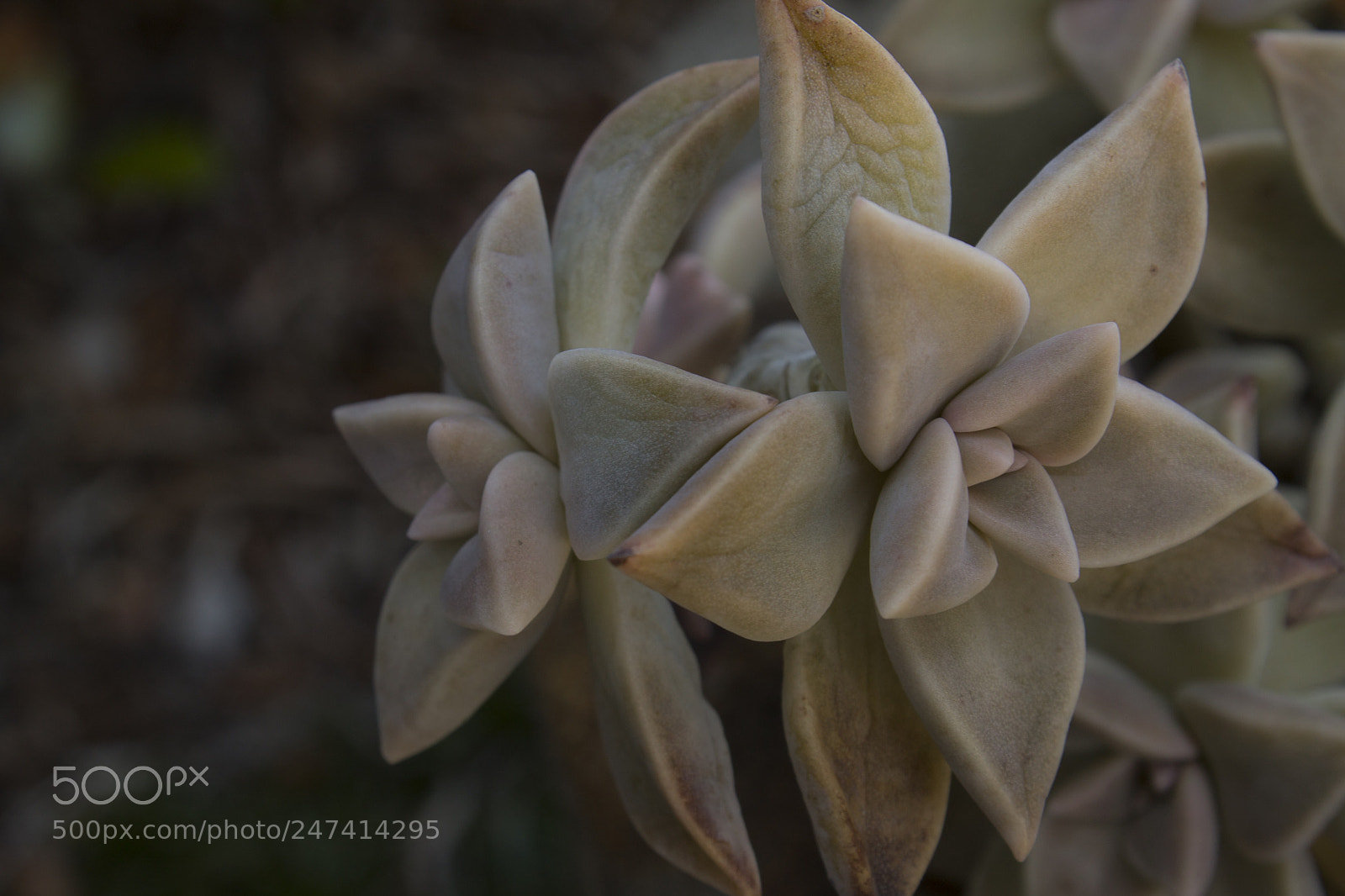 Canon EOS 1100D (EOS Rebel T3 / EOS Kiss X50) sample photo. The little air plant photography