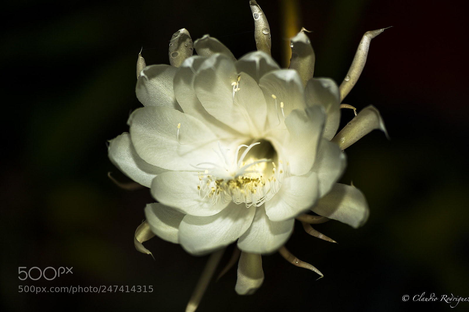 Nikon D850 sample photo. Dama da noite photography