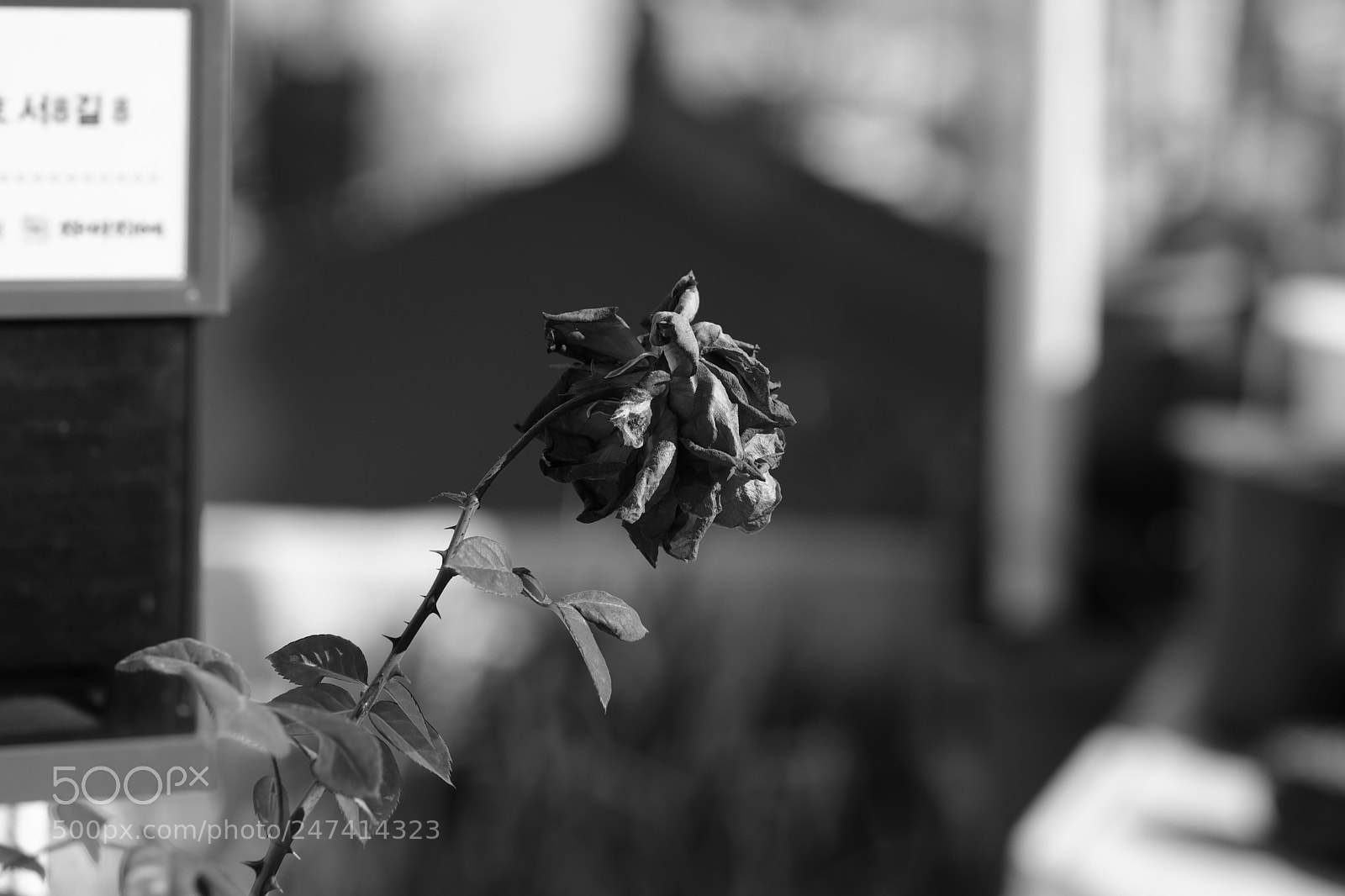 Fujifilm X-Pro2 sample photo. Rose photography
