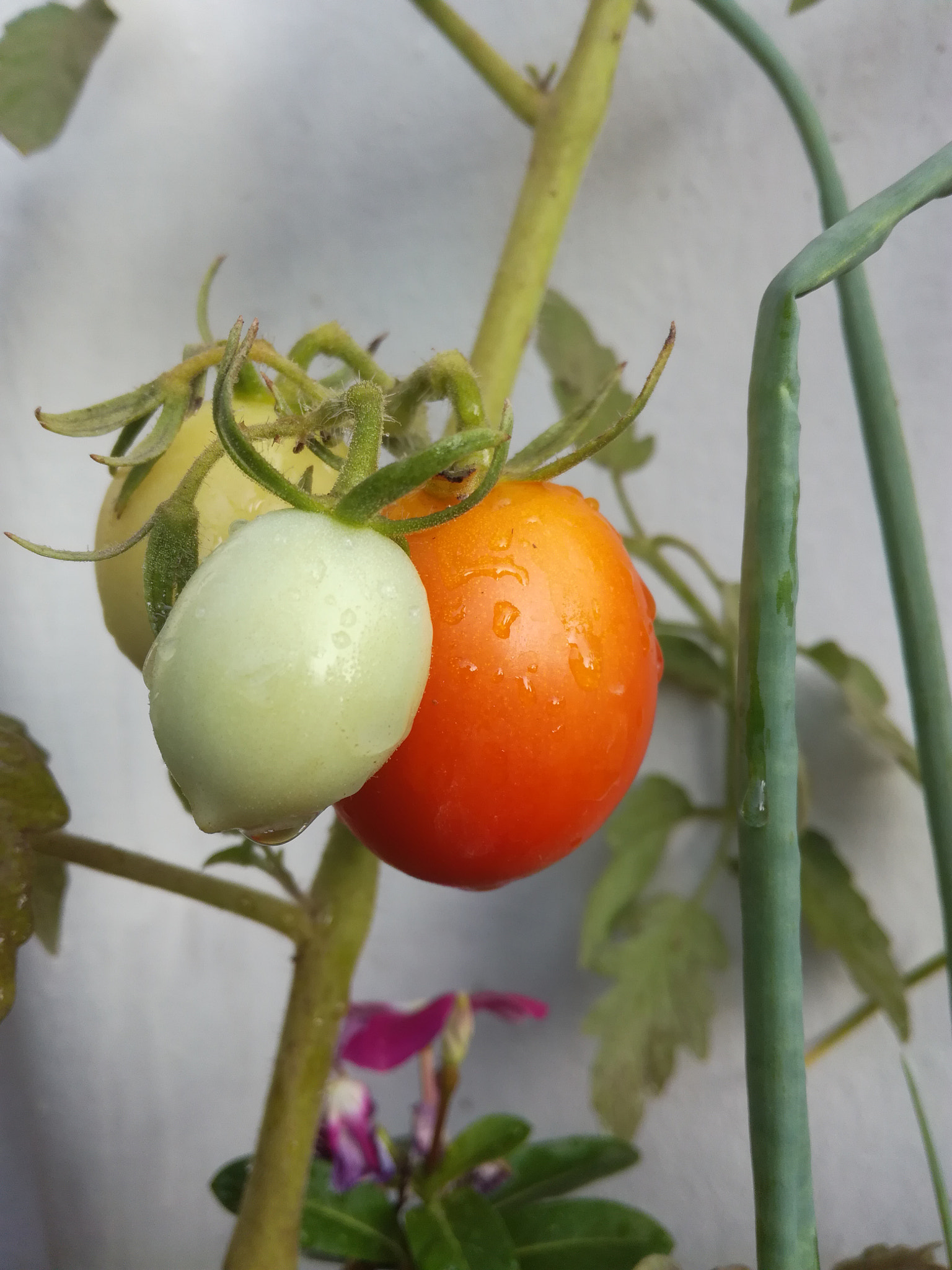 HUAWEI Honor 5C sample photo
