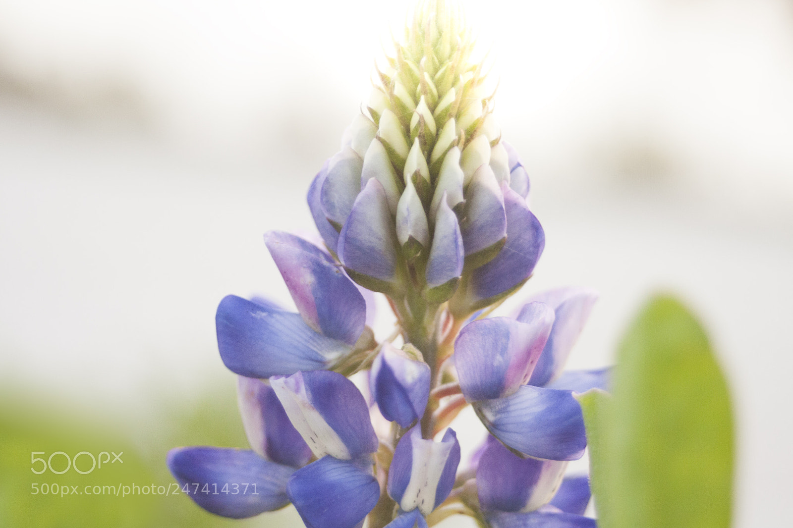 Canon EOS 40D sample photo. Flowers in napa, ca photography
