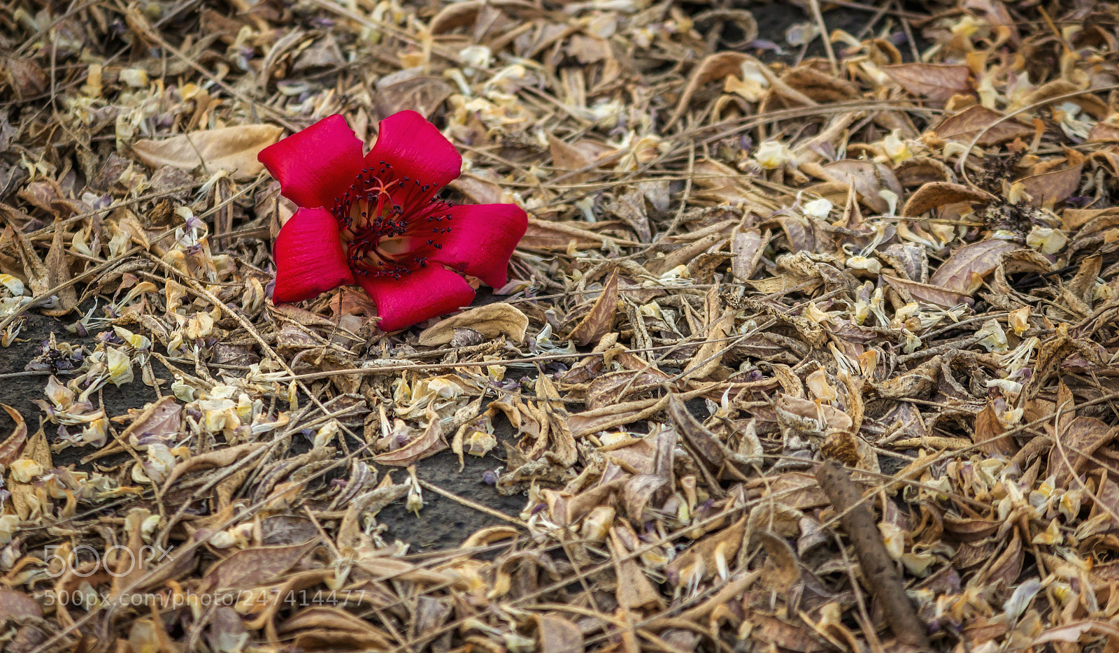Canon EOS 600D (Rebel EOS T3i / EOS Kiss X5) sample photo. Transformation ... photography