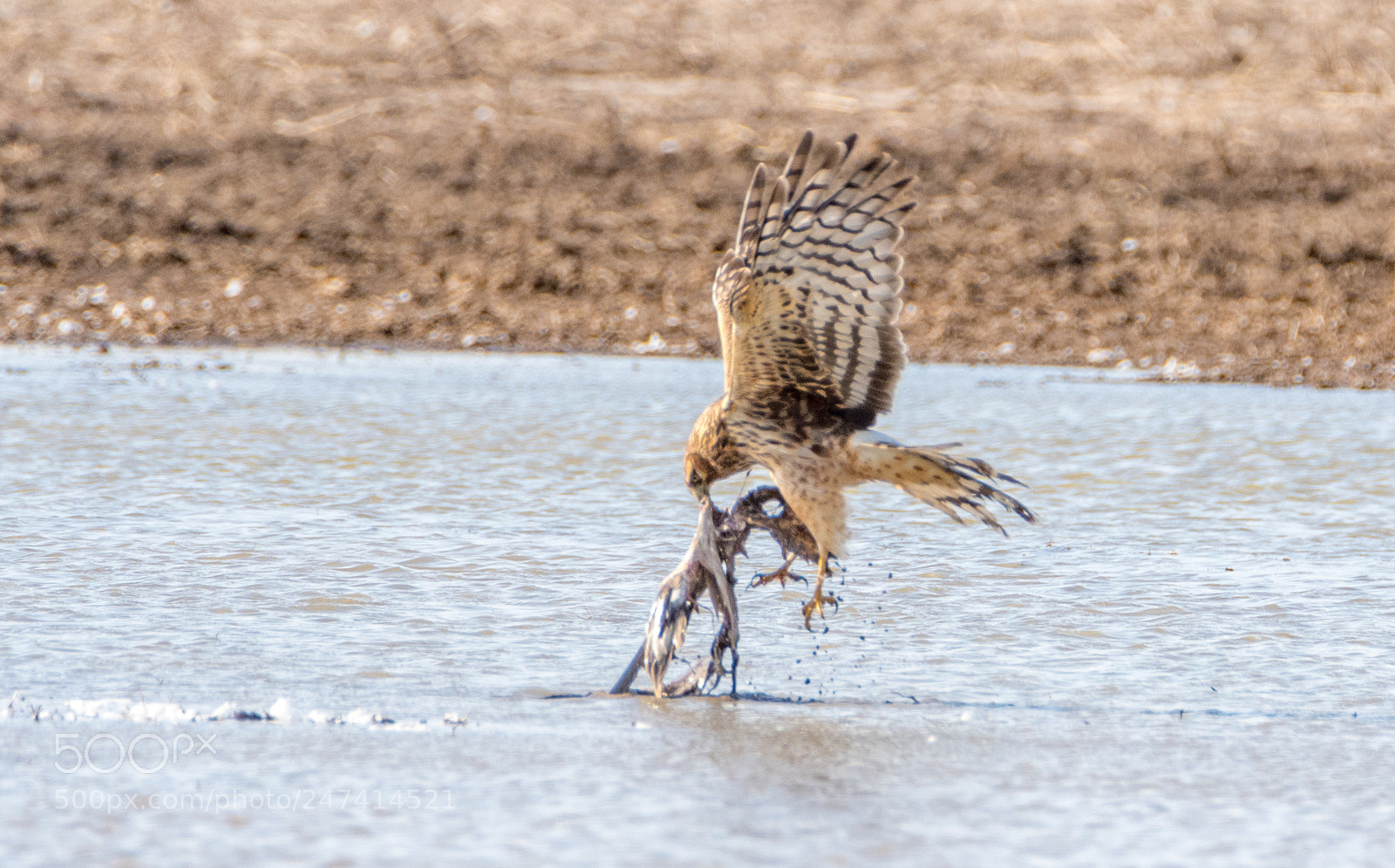 Nikon D500 sample photo. Northern harrier with prey photography