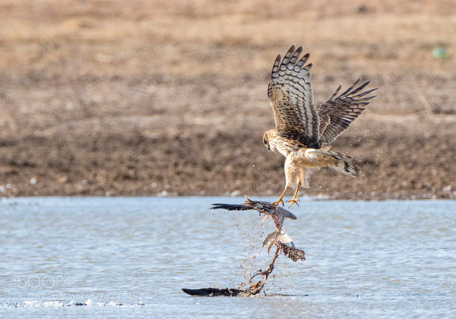 Nikon D500 sample photo. Northern harrier with prey photography