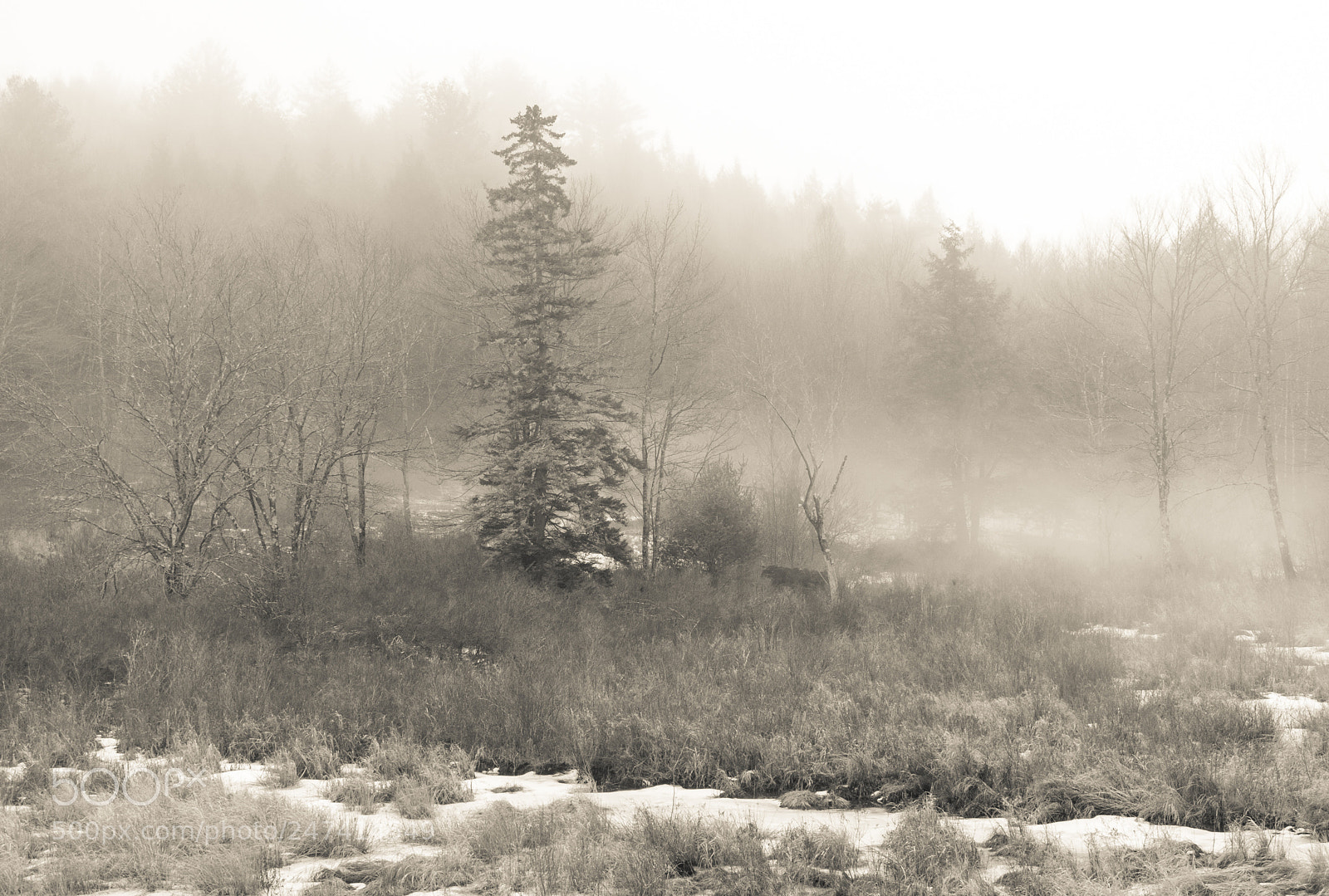 Canon PowerShot G15 sample photo. Standing in february fog photography