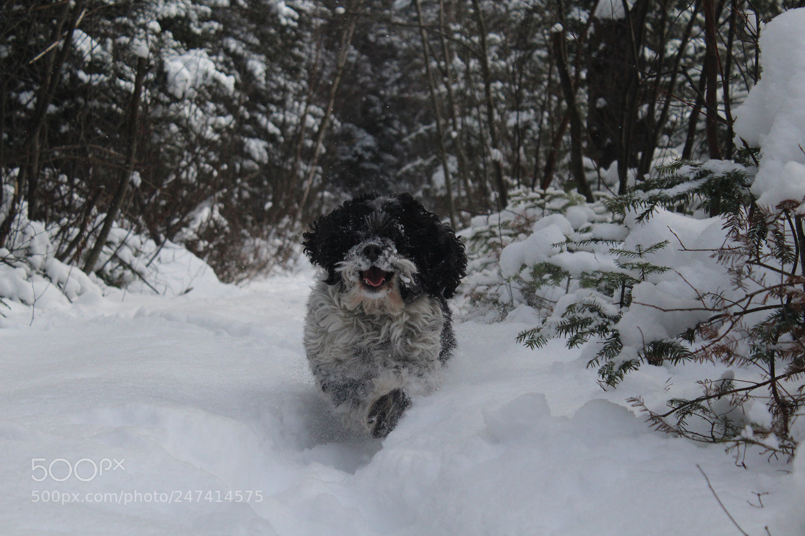 Canon EOS 1300D (EOS Rebel T6 / EOS Kiss X80) sample photo. Neige dans les bois. photography
