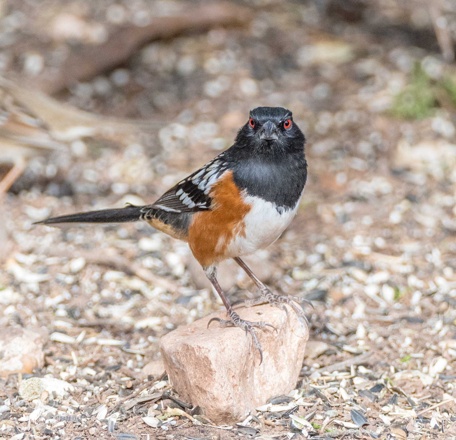 Nikon D500 sample photo. Spotted towhee photography