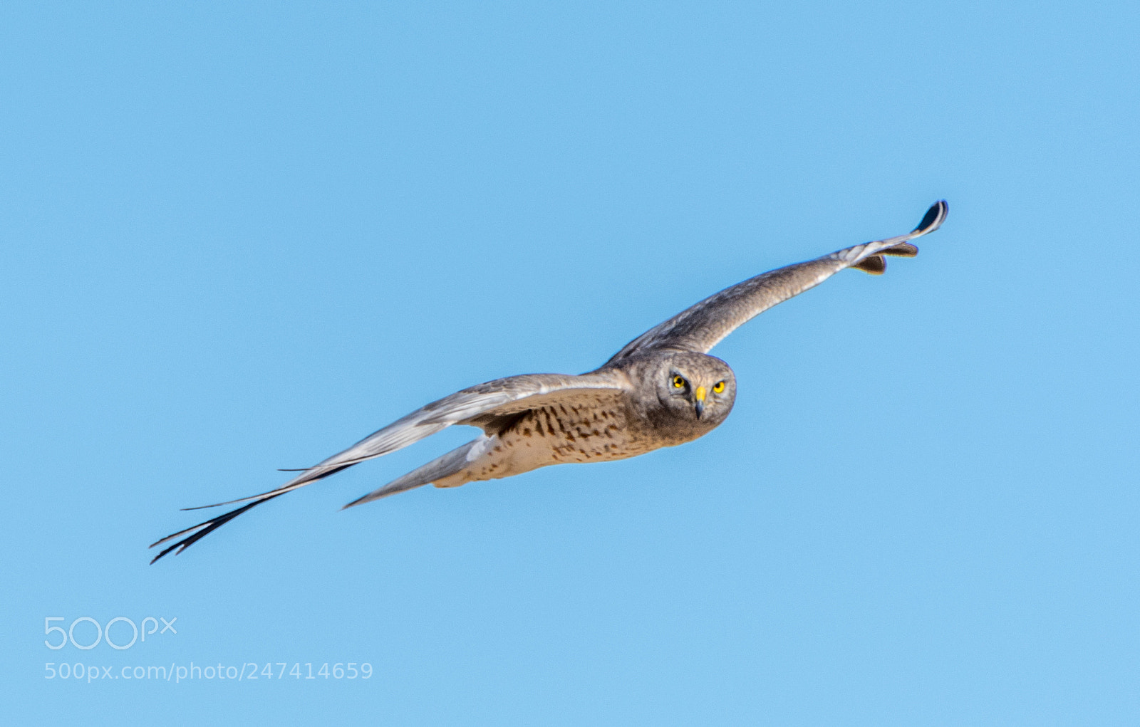 Nikon D500 sample photo. Northern harrier (male) photography