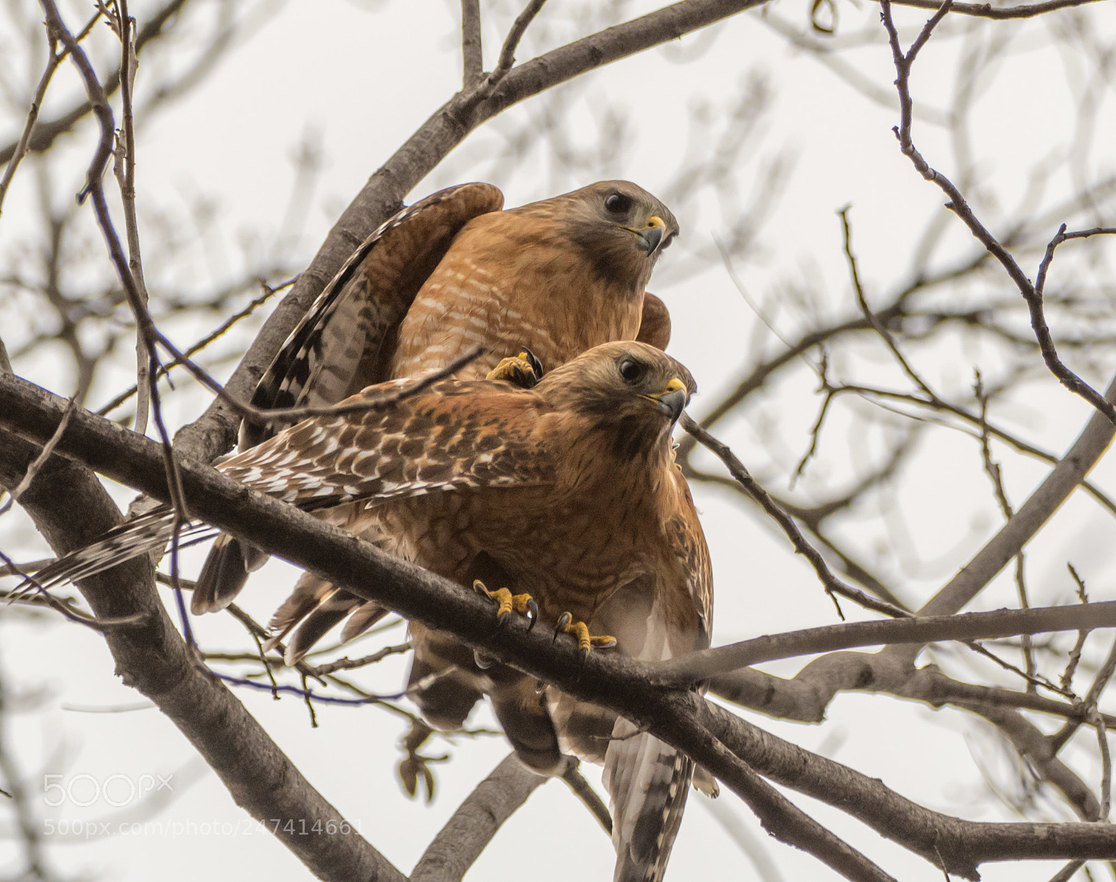 Nikon D500 sample photo. Red shouldered hawks mating photography