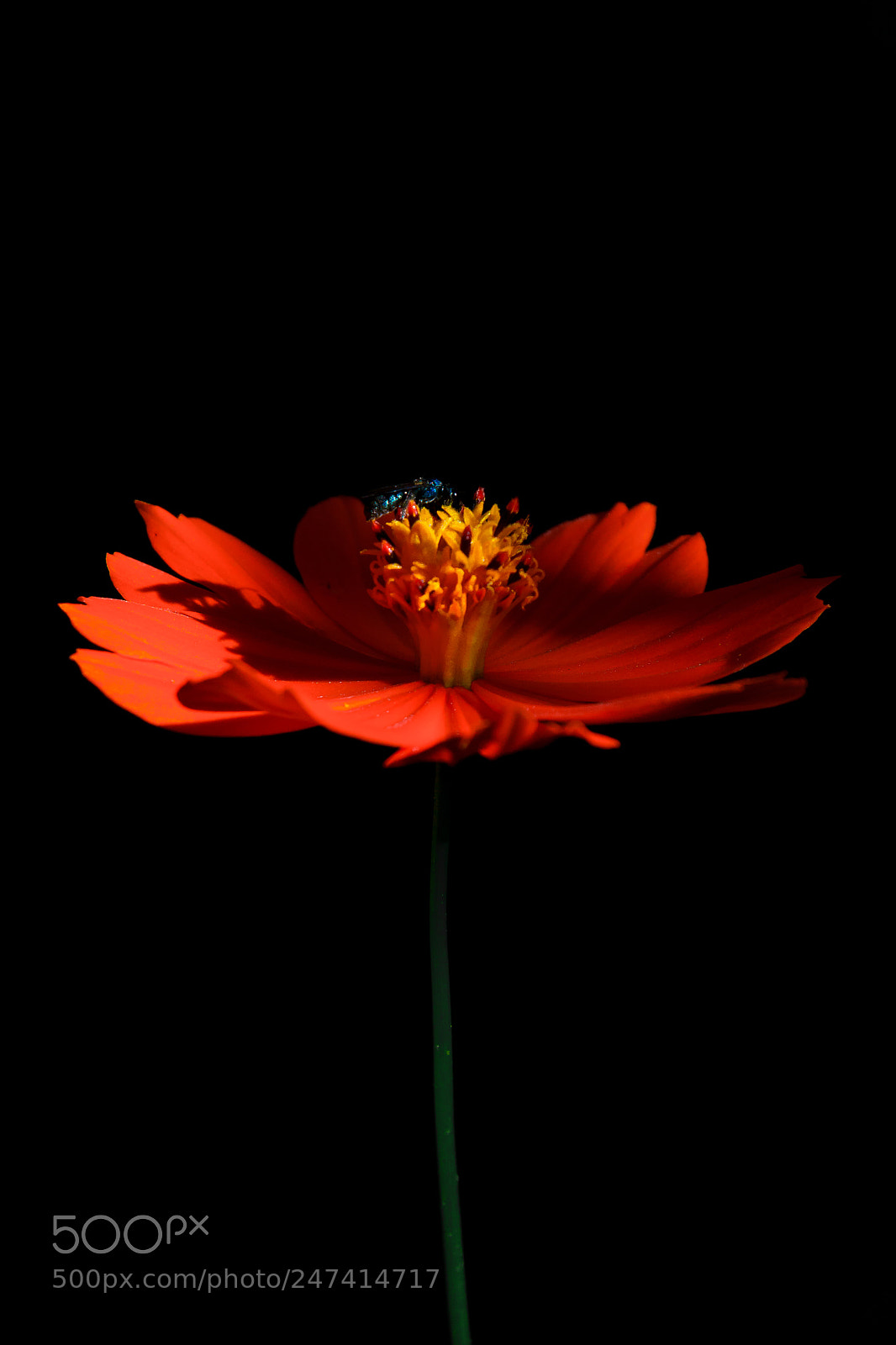 Nikon D3100 sample photo. Flor | foto ana francisconi photography