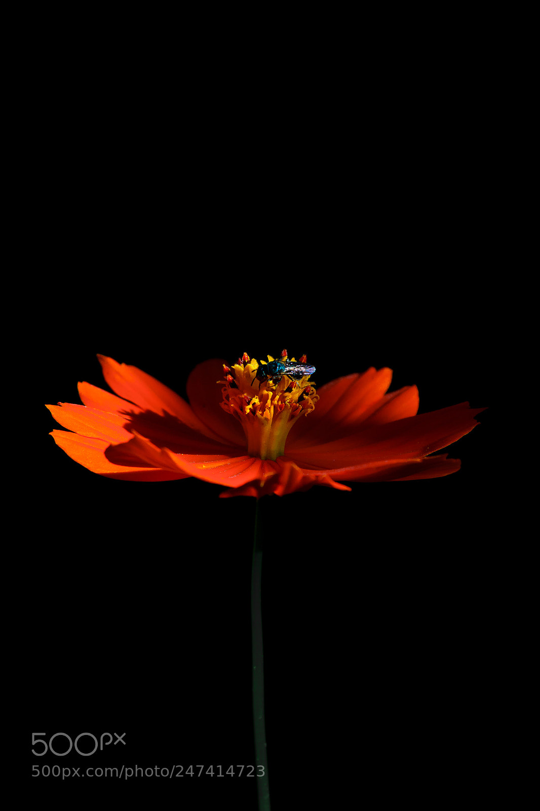 Nikon D3100 sample photo. Flor | foto ana francisconi photography