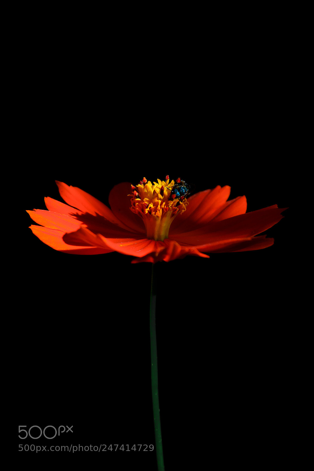 Nikon D3100 sample photo. Flor | foto ana francisconi photography