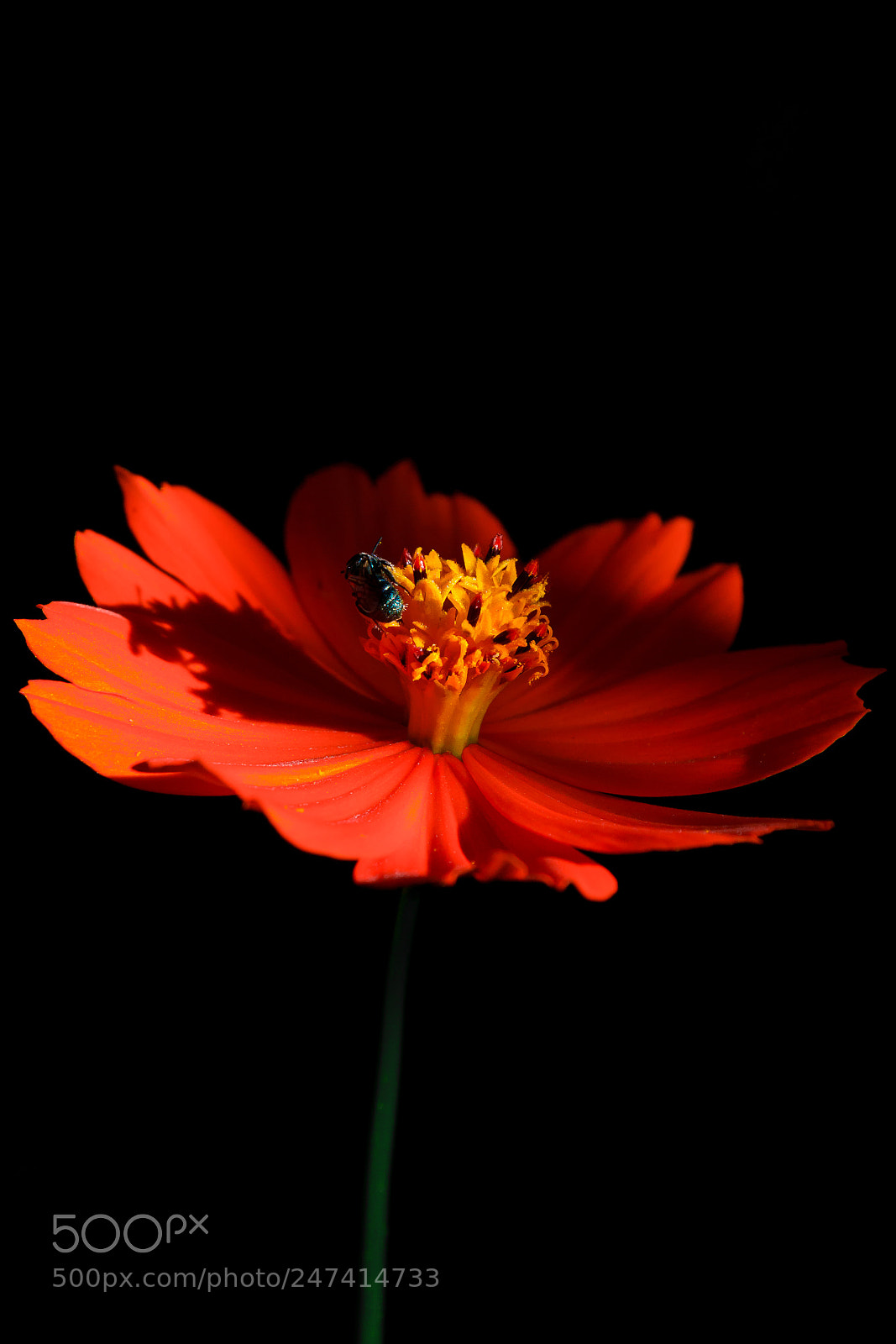 Nikon D3100 sample photo. Flor | foto ana francisconi photography