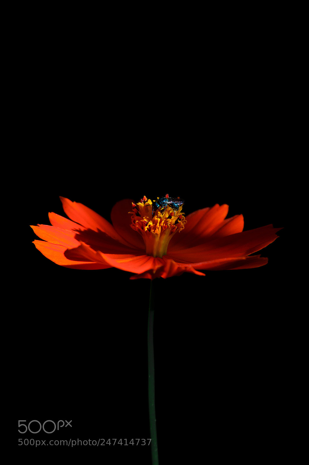 Nikon D3100 sample photo. Flor | foto ana francisconi photography