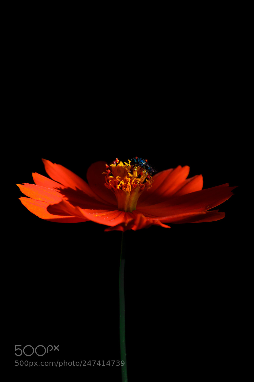 Nikon D3100 sample photo. Flor | foto ana francisconi photography