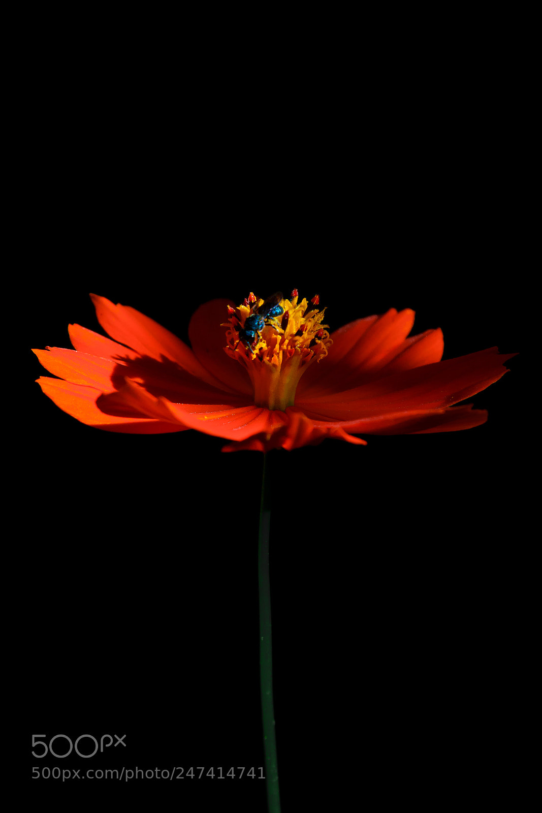 Nikon D3100 sample photo. Flor | foto ana francisconi photography
