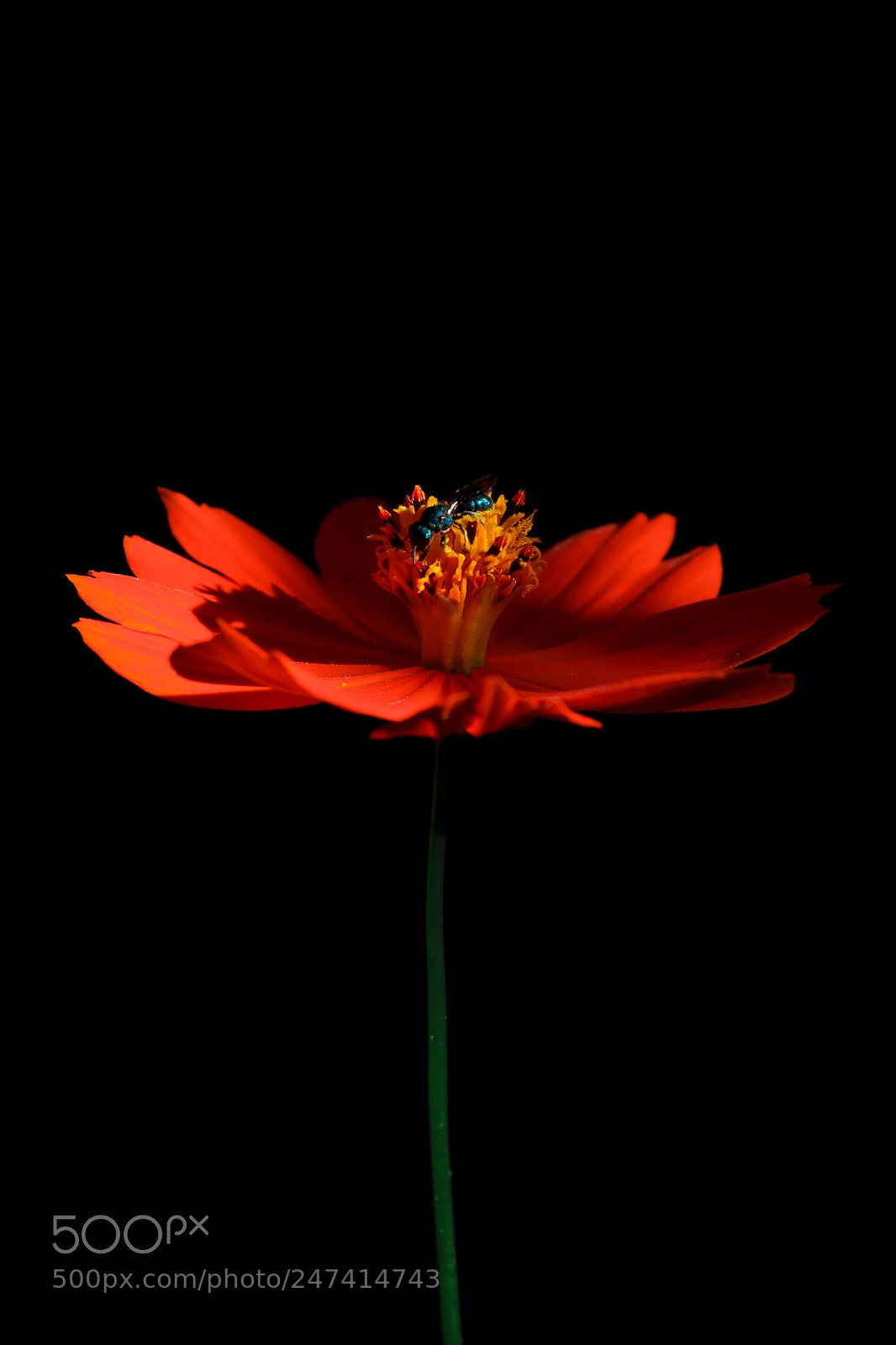 Nikon D3100 sample photo. Flor | foto ana francisconi photography