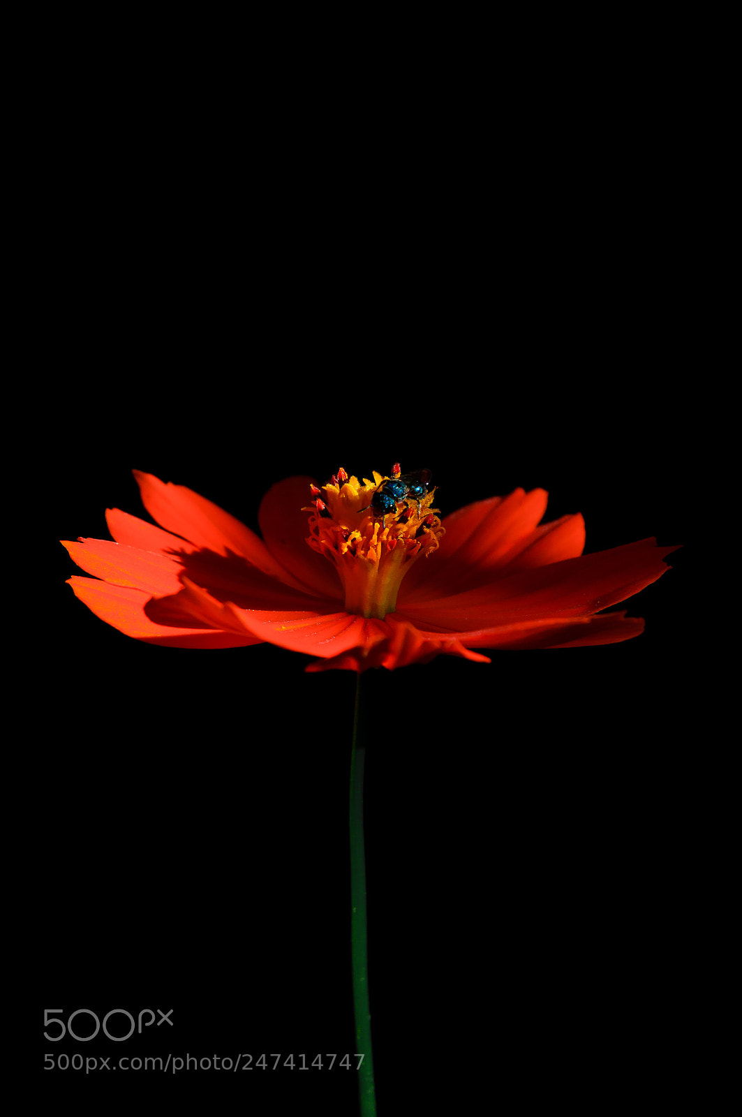 Nikon D3100 sample photo. Flor | foto ana francisconi photography
