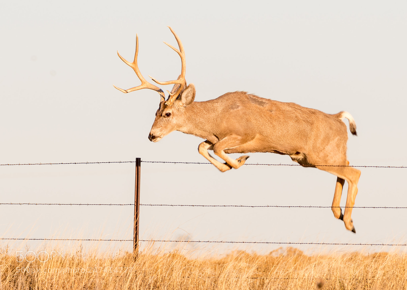 Nikon D500 sample photo. Mule deer jump photography