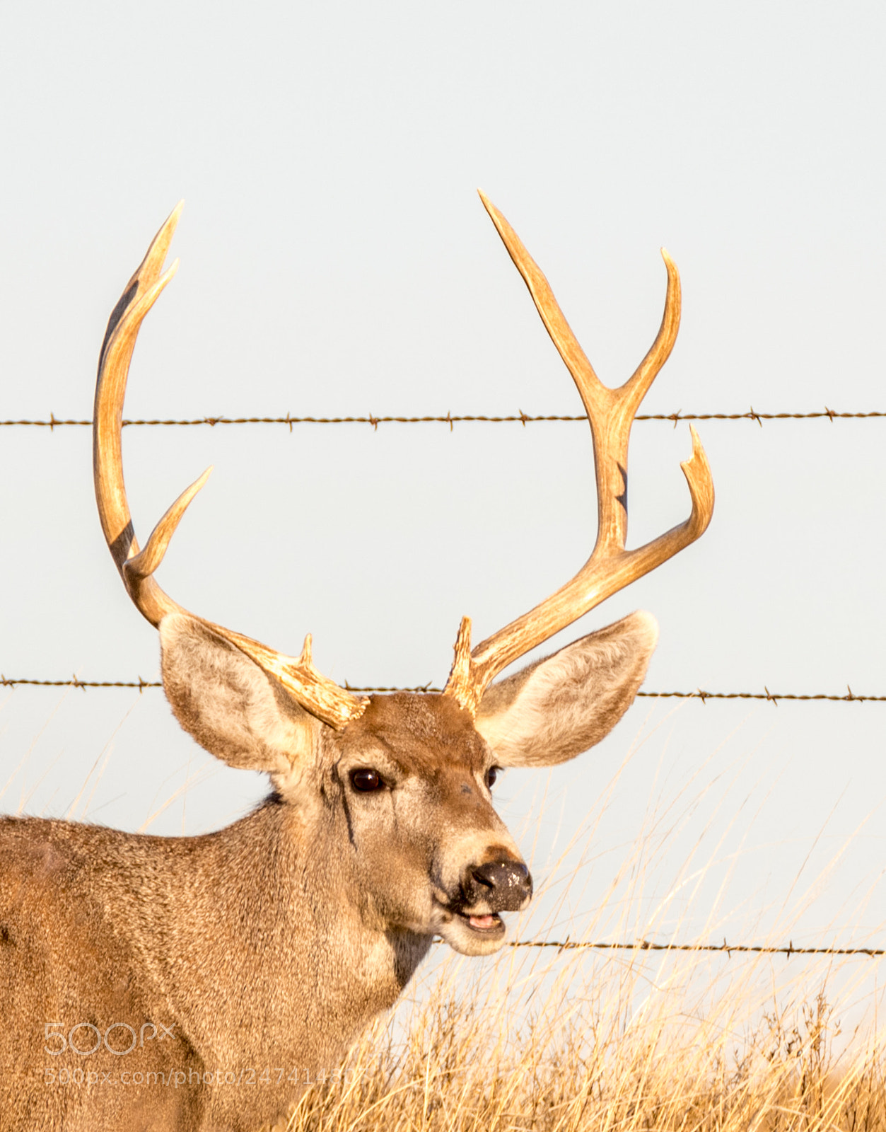 Nikon D500 sample photo. Mule deer buck photography