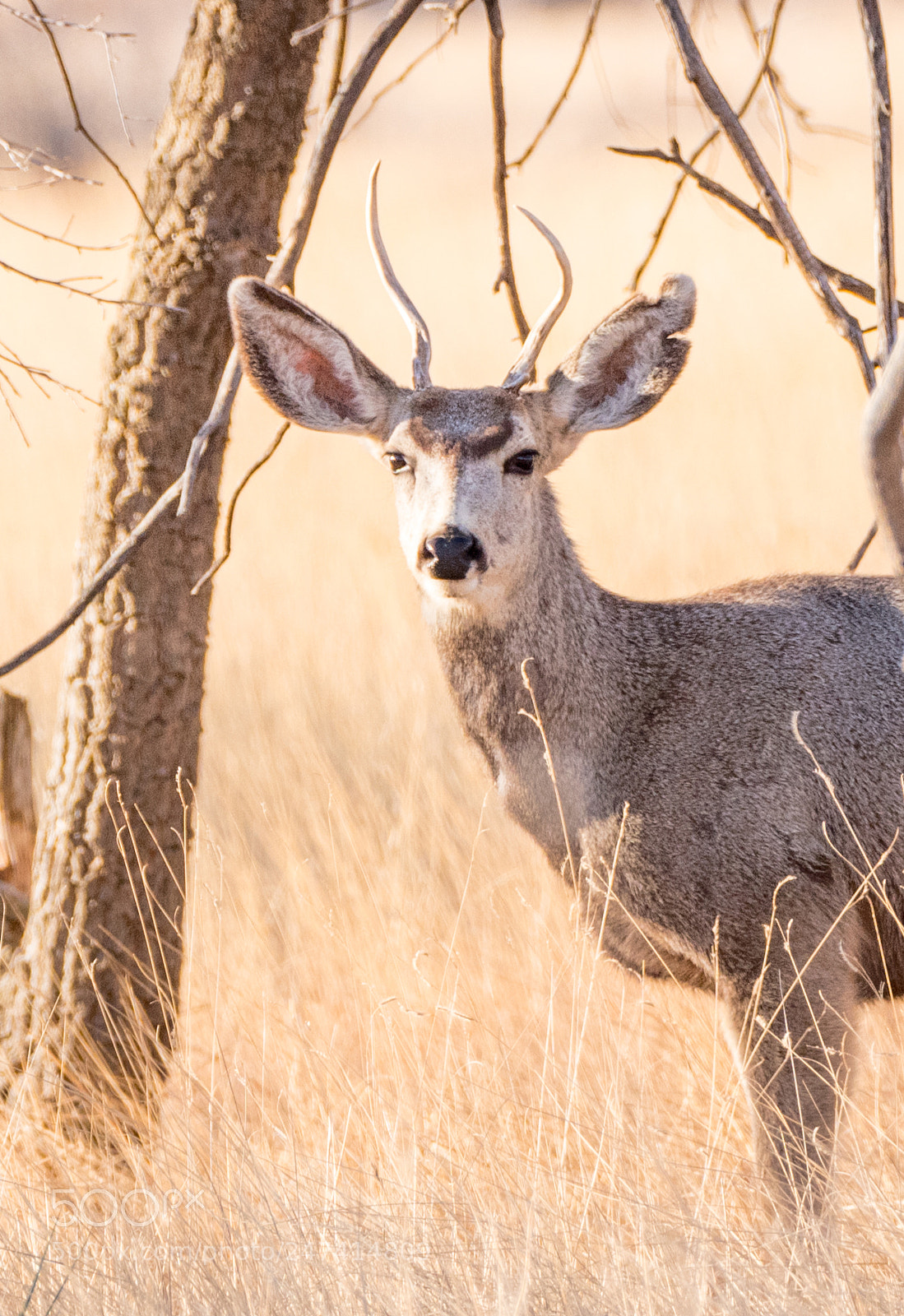 Nikon D500 sample photo. Mule deer spike photography