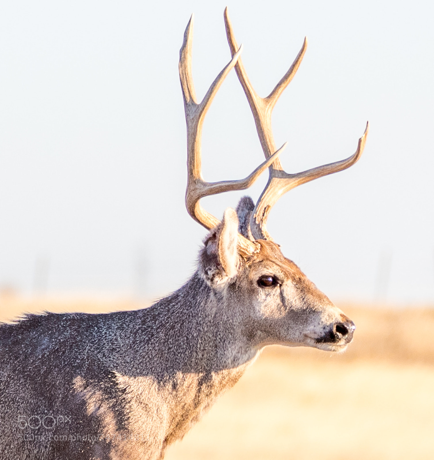 Nikon D500 sample photo. Mule deer buck photography
