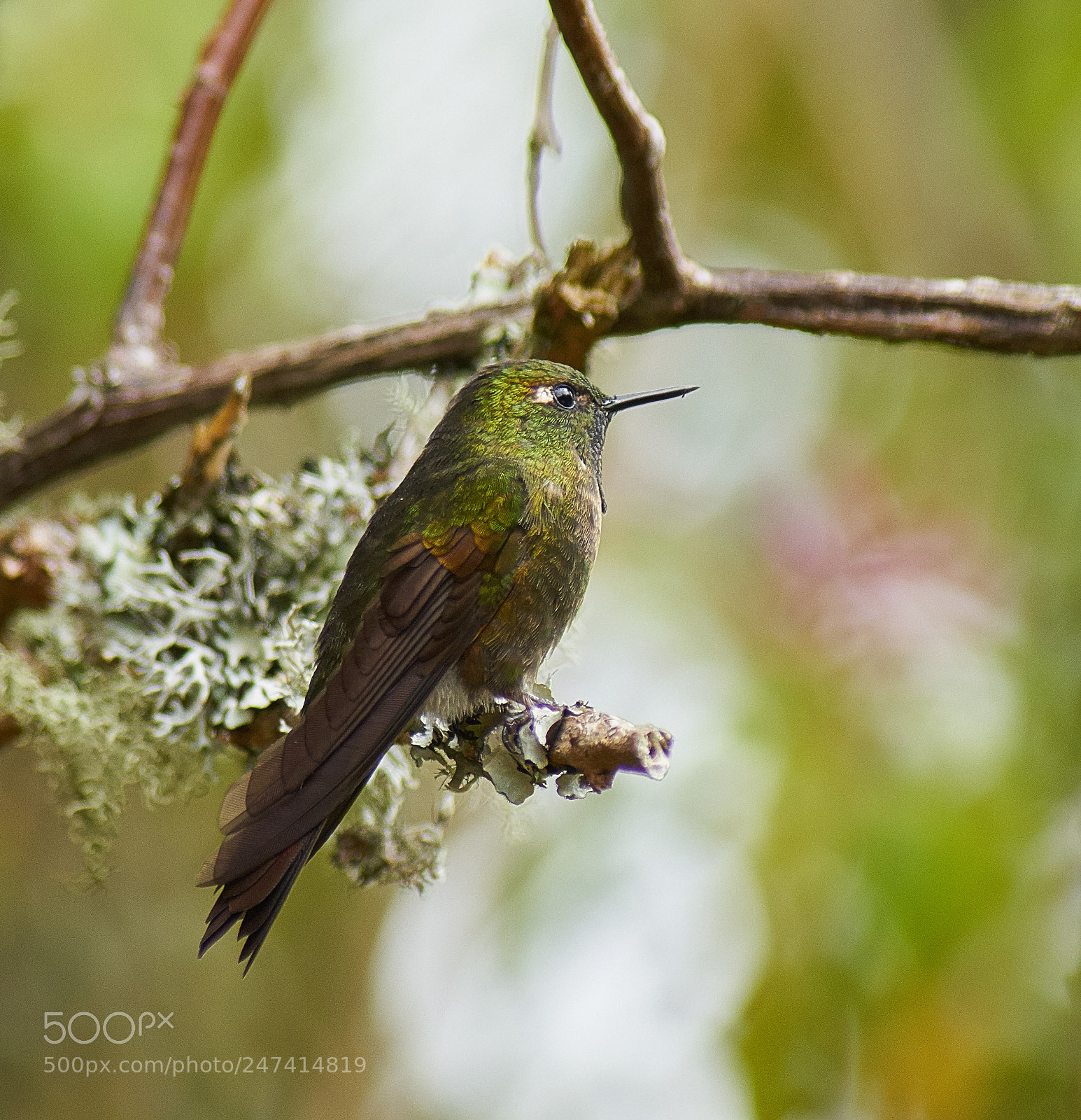 Sony a7R II sample photo. Tyrian metaltail - metallura photography
