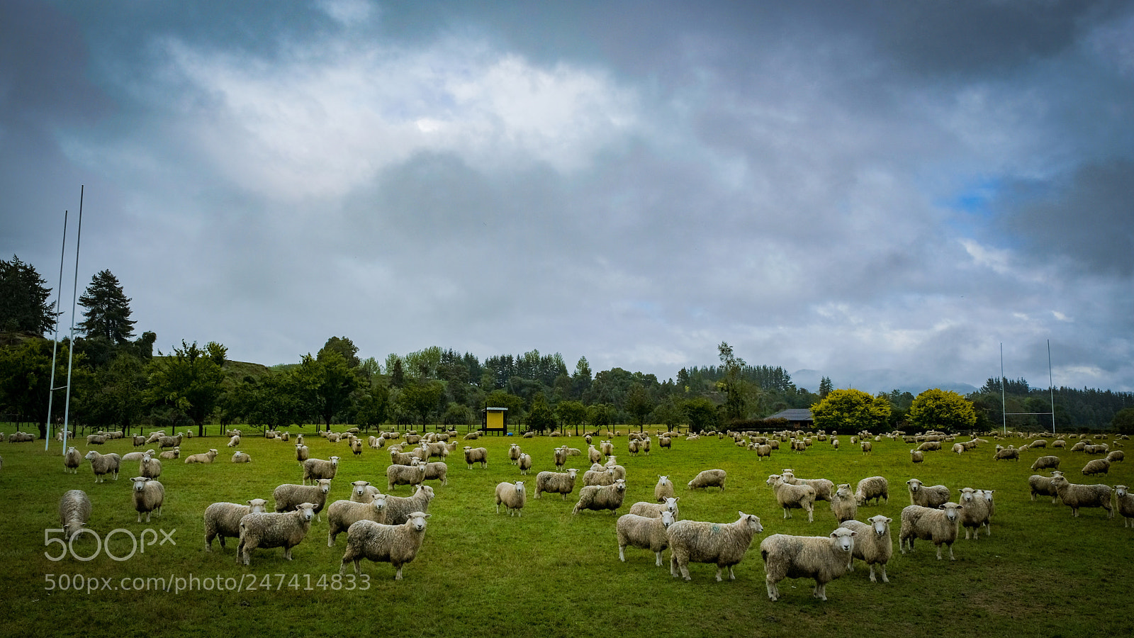 Fujifilm X-T2 sample photo. New zealand pure bred photography