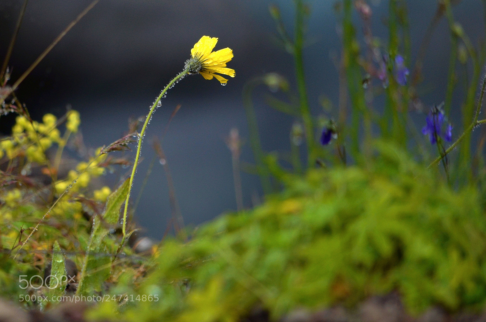 Nikon D5100 sample photo. Flower power photography