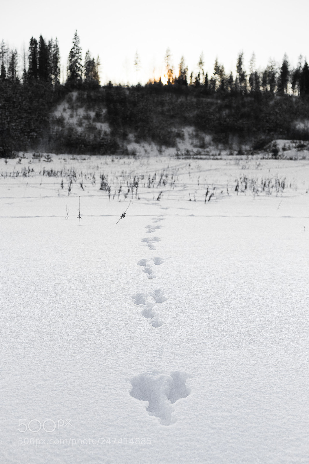 Fujifilm X-T10 sample photo. Rabbit tracks going from photography