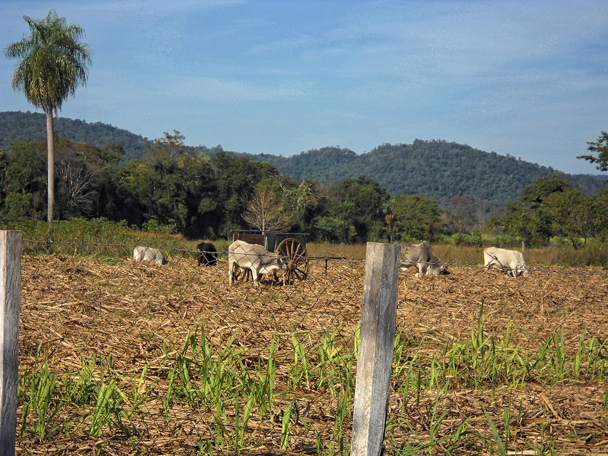 Nikon Coolpix L20 sample photo. Paraguay photography