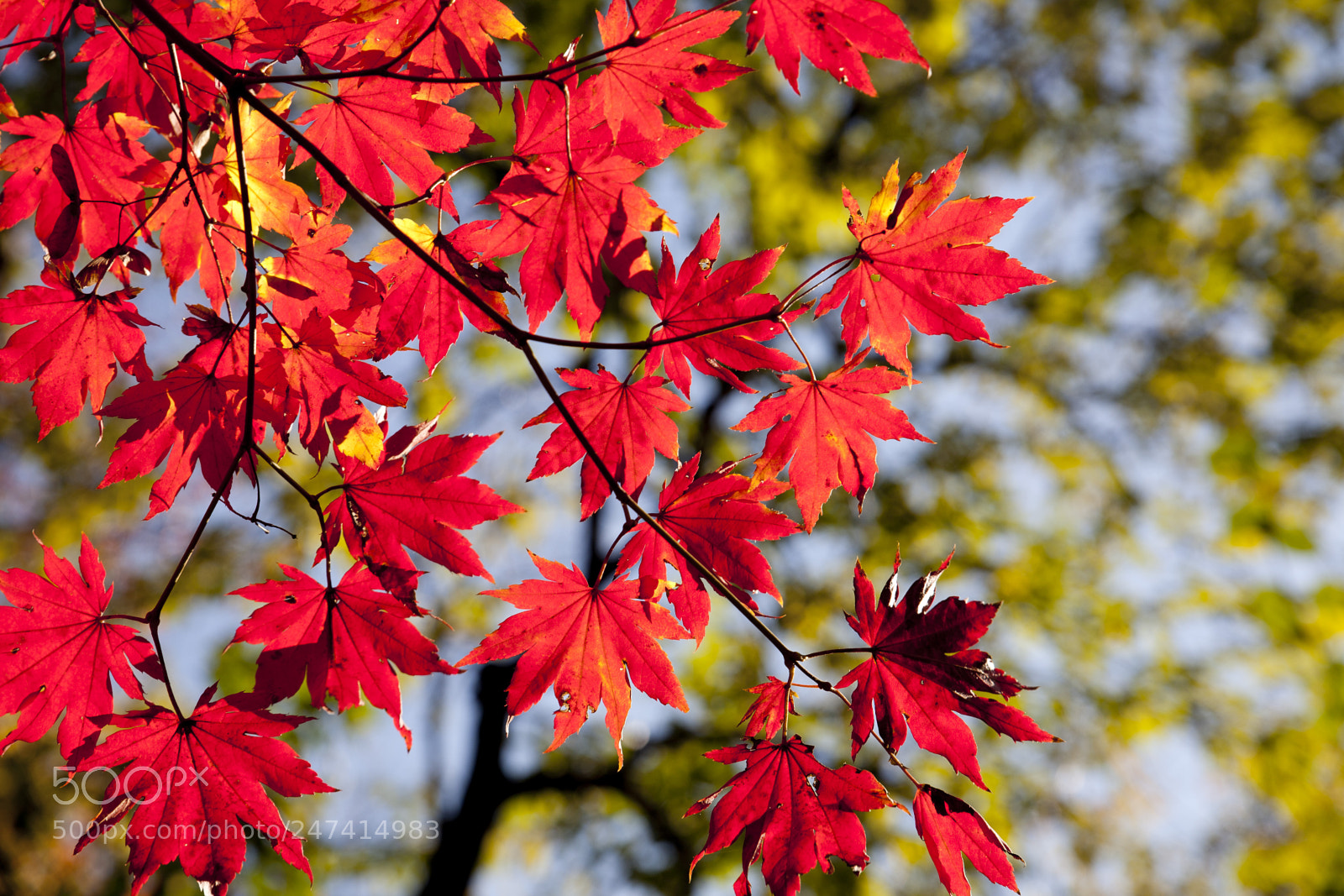 Canon EOS 5D sample photo. Autumn - inet l photography