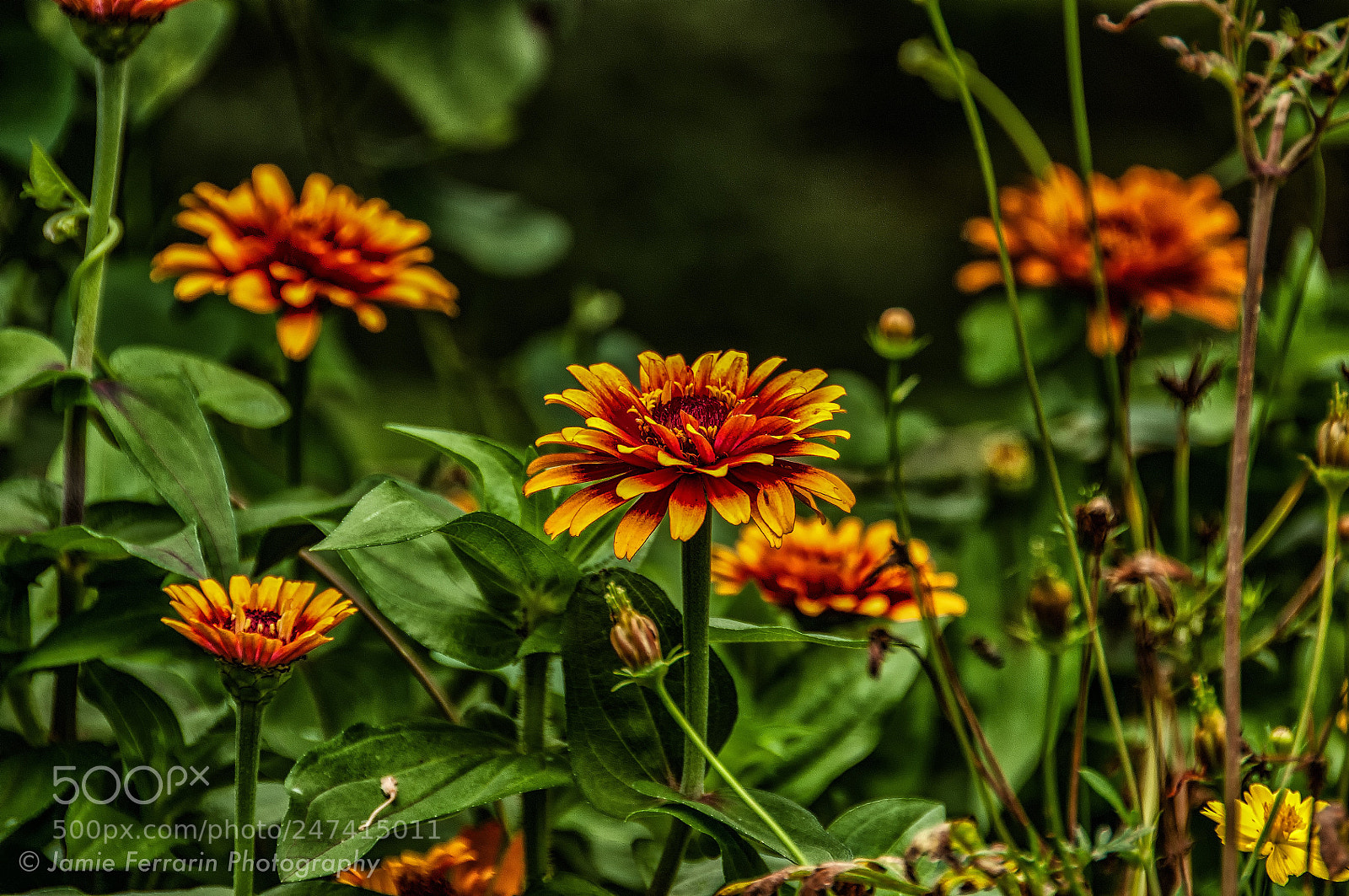 Nikon D90 sample photo. Fire daisys photography