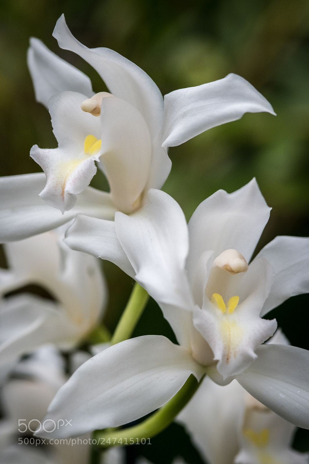 Nikon D850 sample photo. Orchids u.s. botanic gardens photography