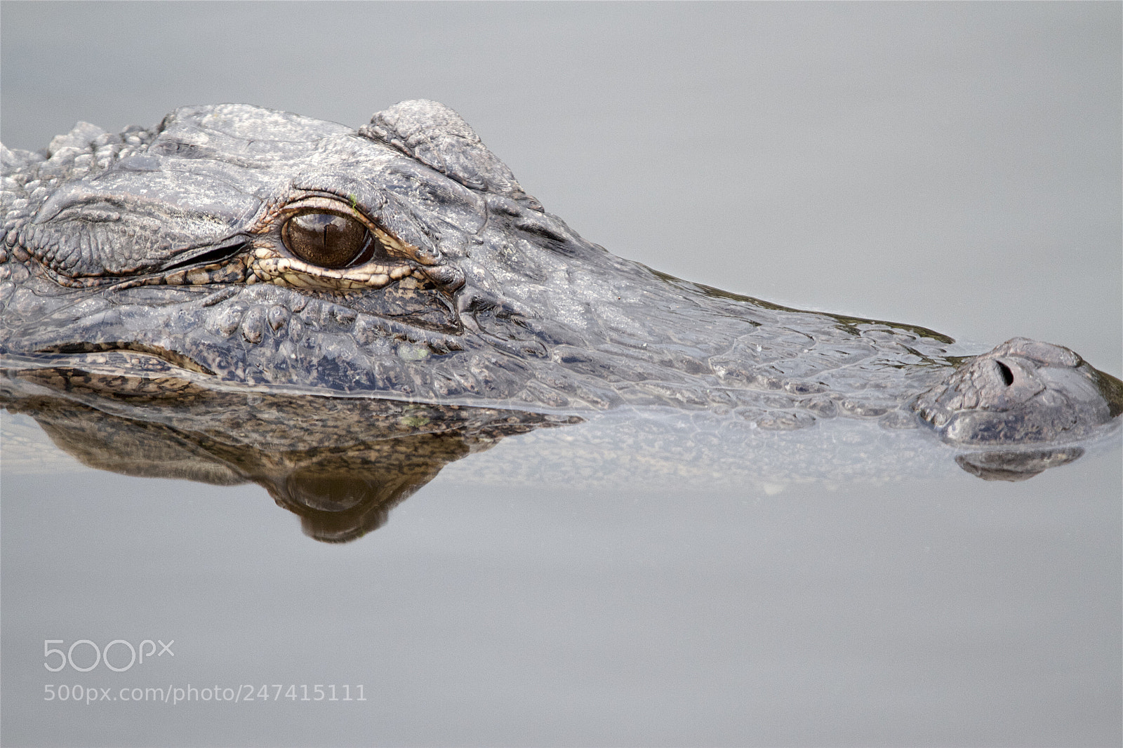 Canon EOS 7D sample photo. American alligator photography