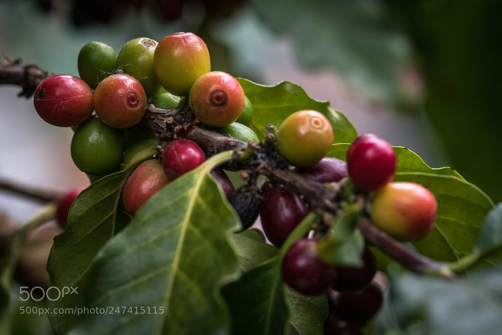 Nikon D850 sample photo. Coffee berries photography