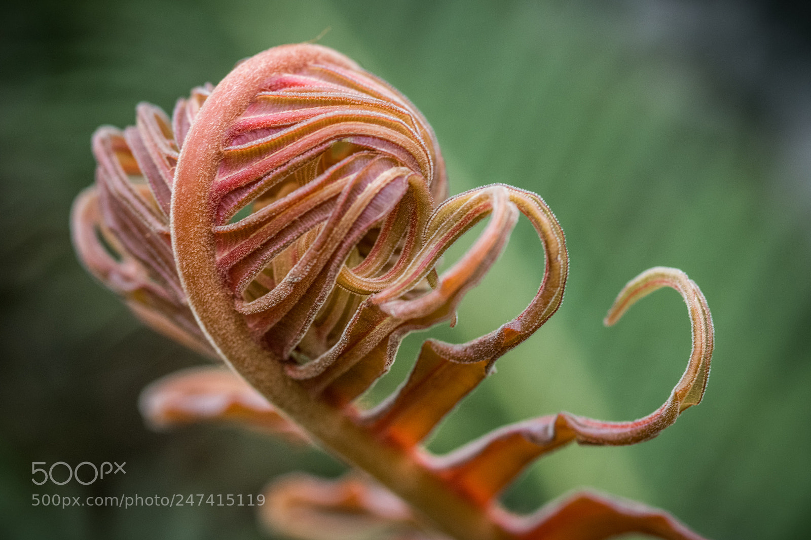 Nikon D850 sample photo. Frond photography