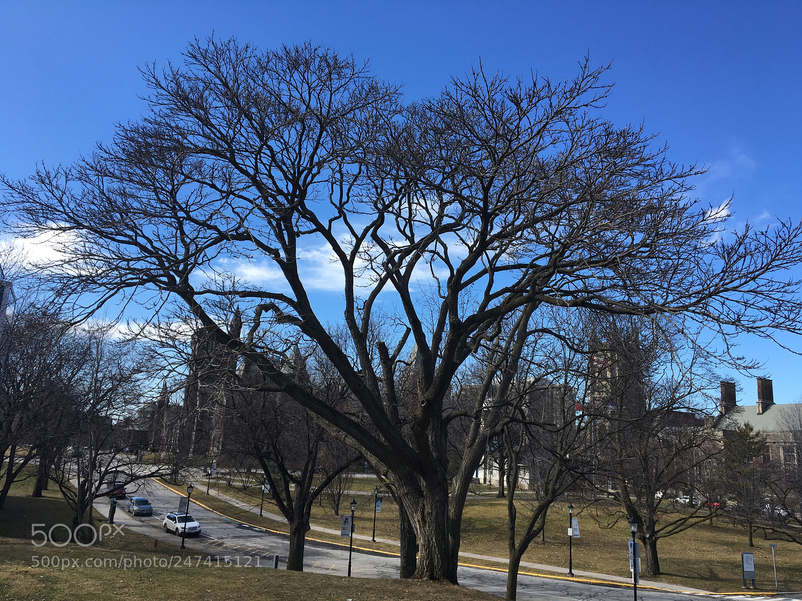Apple iPhone 6s sample photo. Tree photography