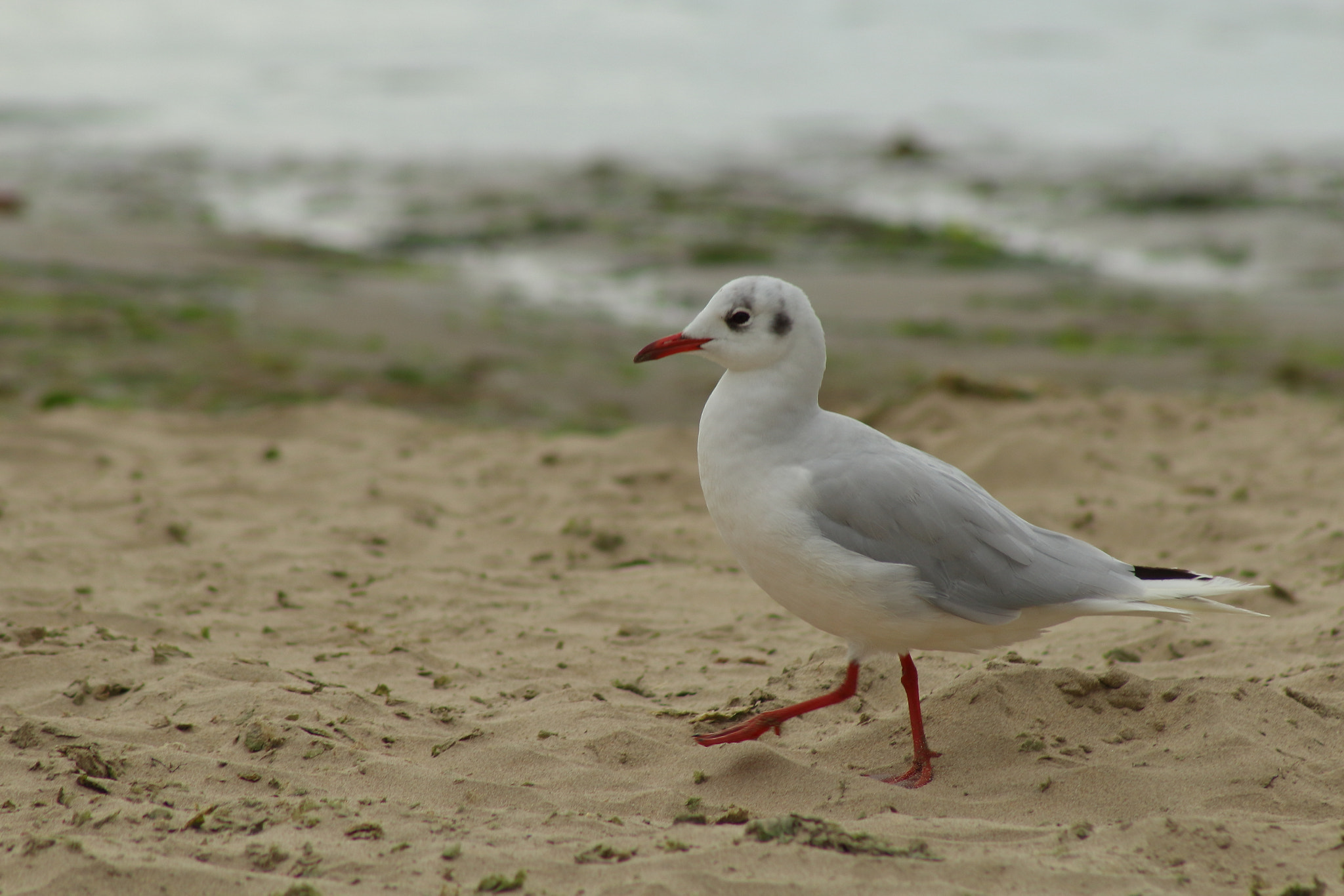 EF75-300mm f/4-5.6 sample photo. Gaviota cahuil photography