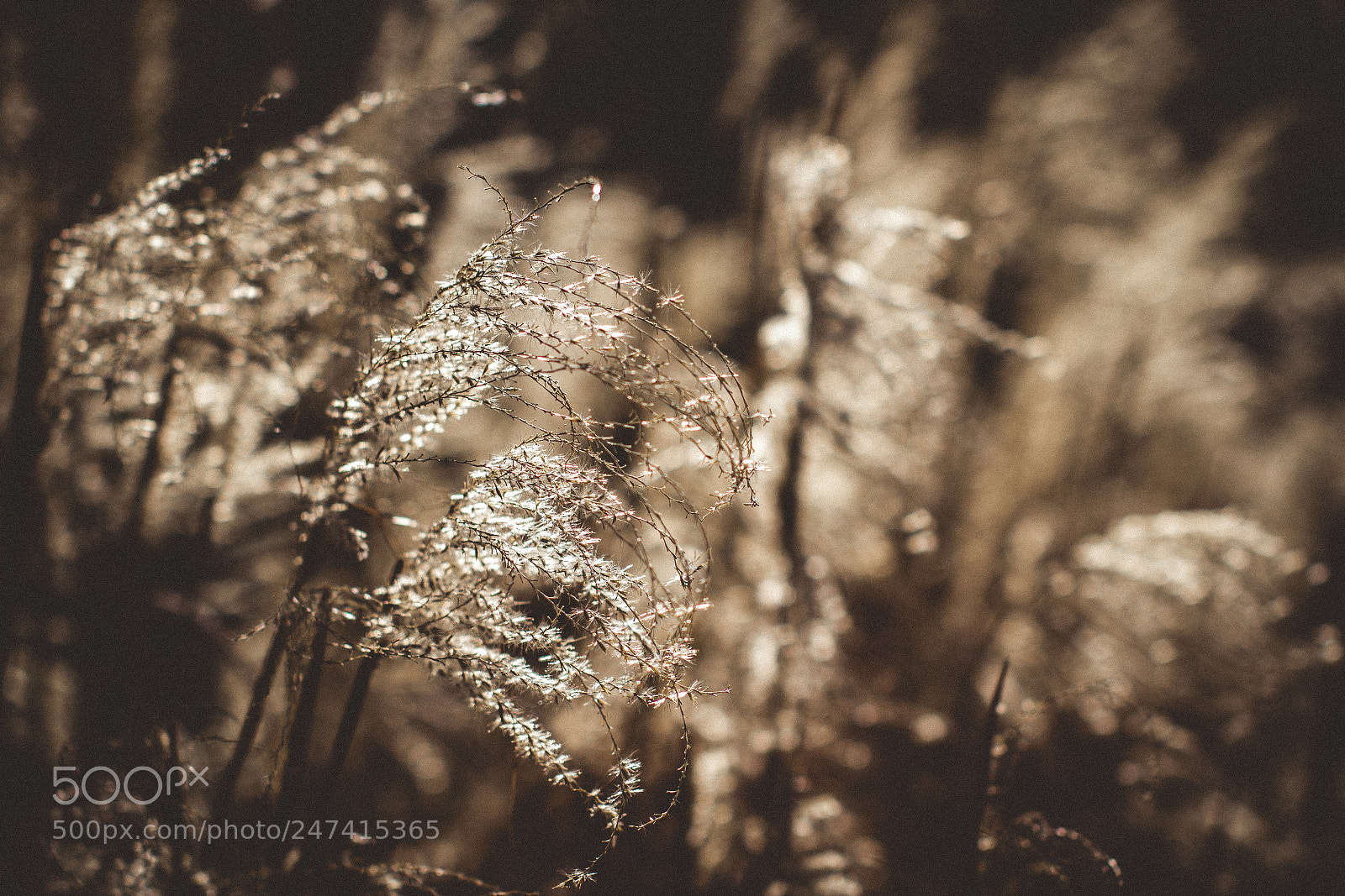 Canon EOS 7D Mark II sample photo. Morning rays photography