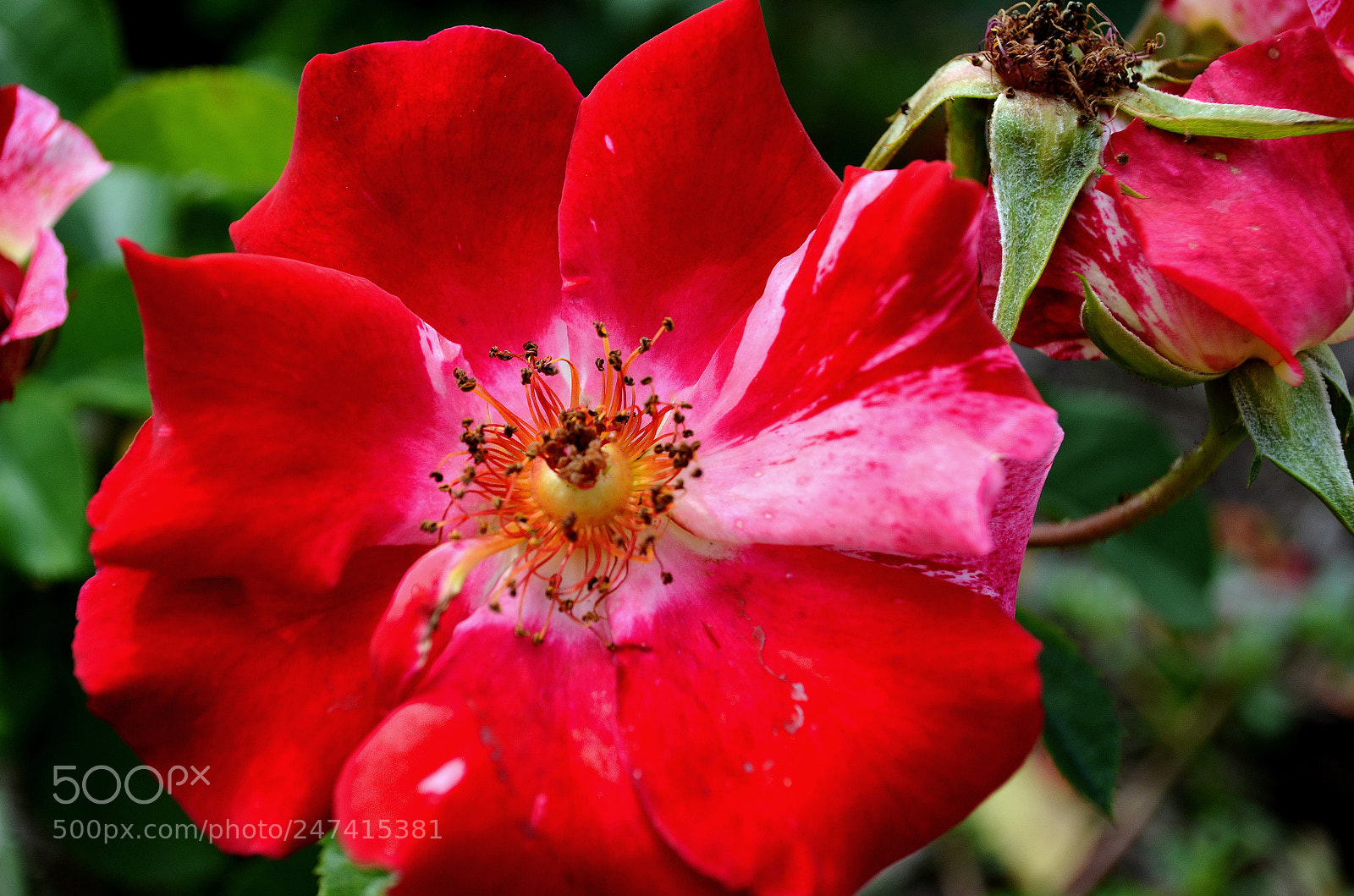 Nikon D5100 sample photo. Flower photography